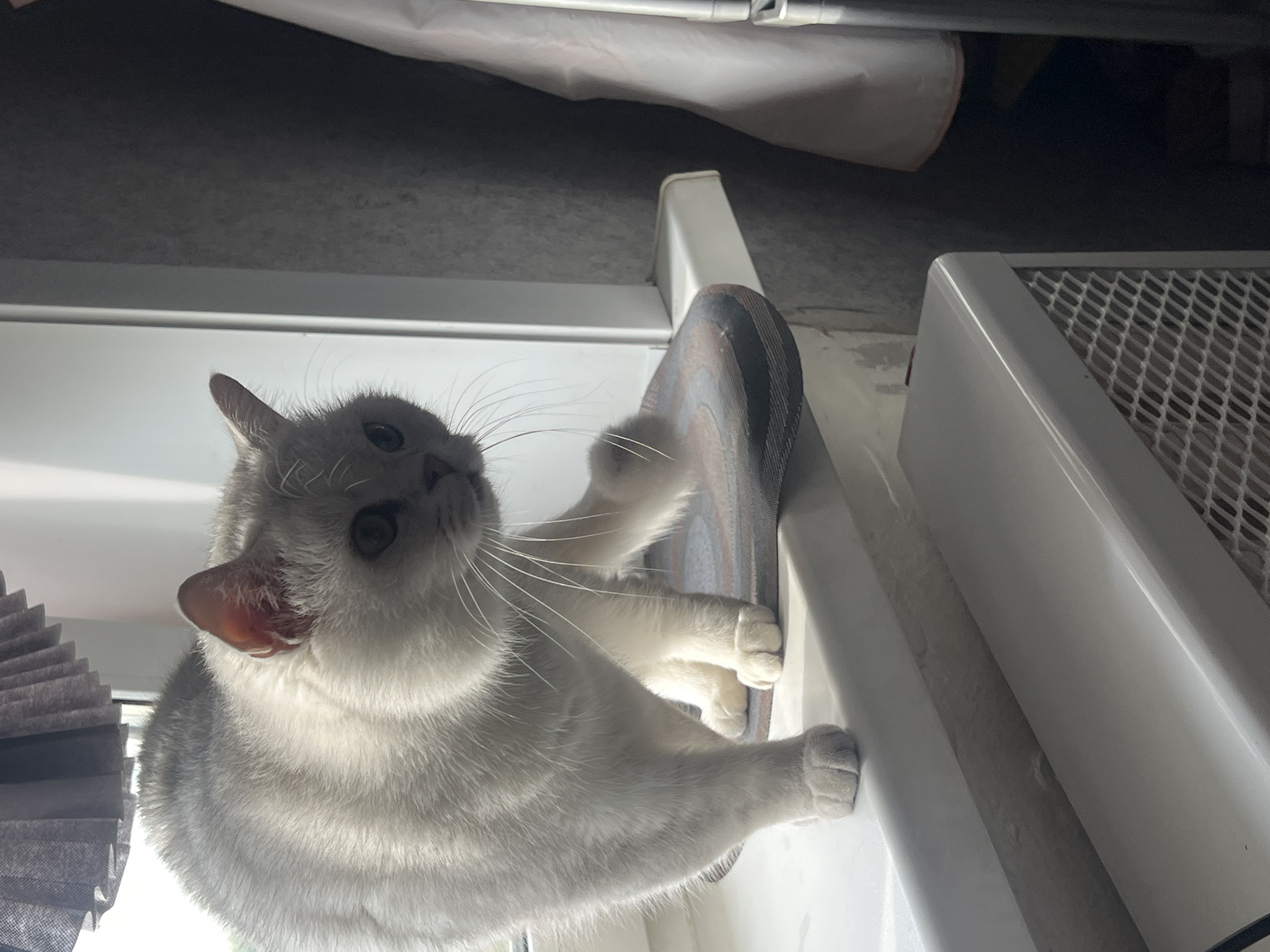 A pale grey and white cat is perched on a narrow, white surface near a window, looking up towards the camera. The cat's front paws are extended, one resting on a grey object, the other on the white surface. The cat has prominent whiskers and a slightly tilted head. The window is partially covered by grey pleated blinds. Above the scene, there is a glimpse of a white cloth or sheet. Next to the cat there is a grey grille surface. The setting is indoors and the light is bright.