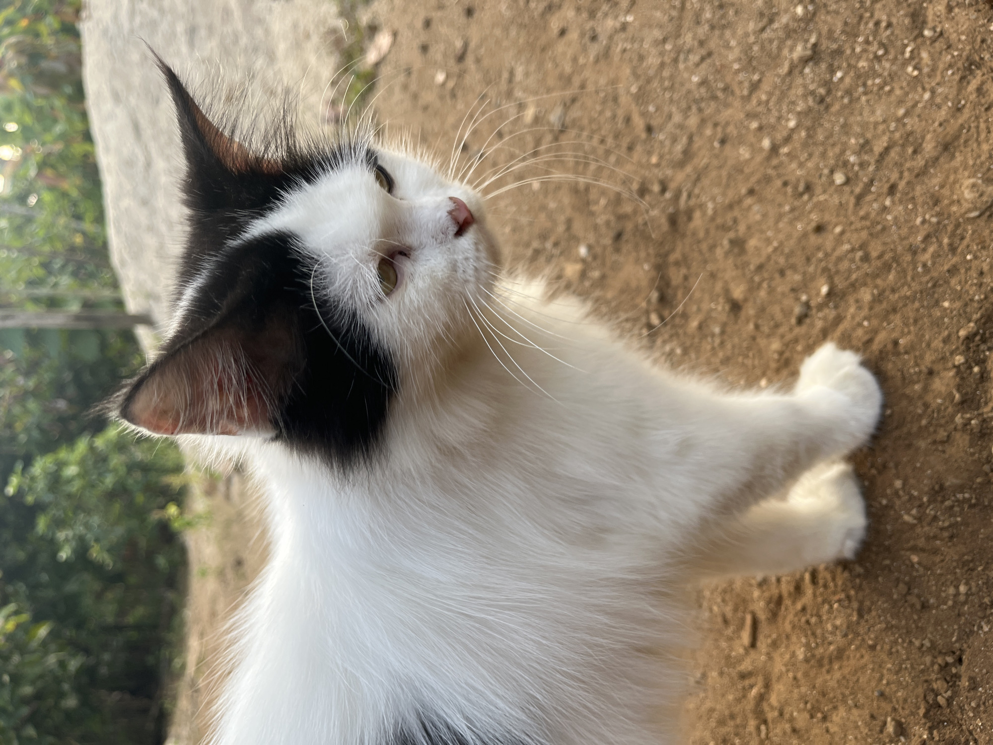 A black and white cat with long fur stands outdoors on a dirt path. The cat is facing right, with its head slightly tilted down. Its eyes are yellow, and its nose is pink. The background consists of blurred green foliage and a sandy area. The scene appears to be in a natural or semi-rural environment.