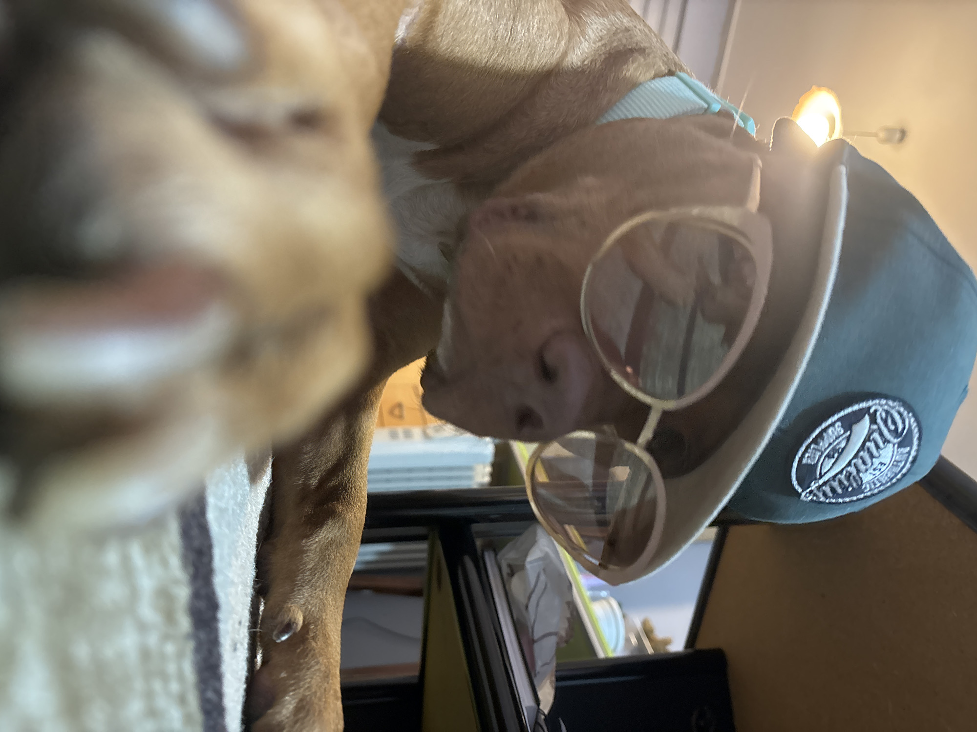 A close-up, low-angle shot features a brown dog wearing round sunglasses and a green cap with a white and black logo on the side. The dog's face is partially out of focus in the foreground. The background includes a light-colored wall, a lamp, and a blurred mix of objects and surfaces. There is no indication in the image that it was taken in Sofia, Bulgaria.