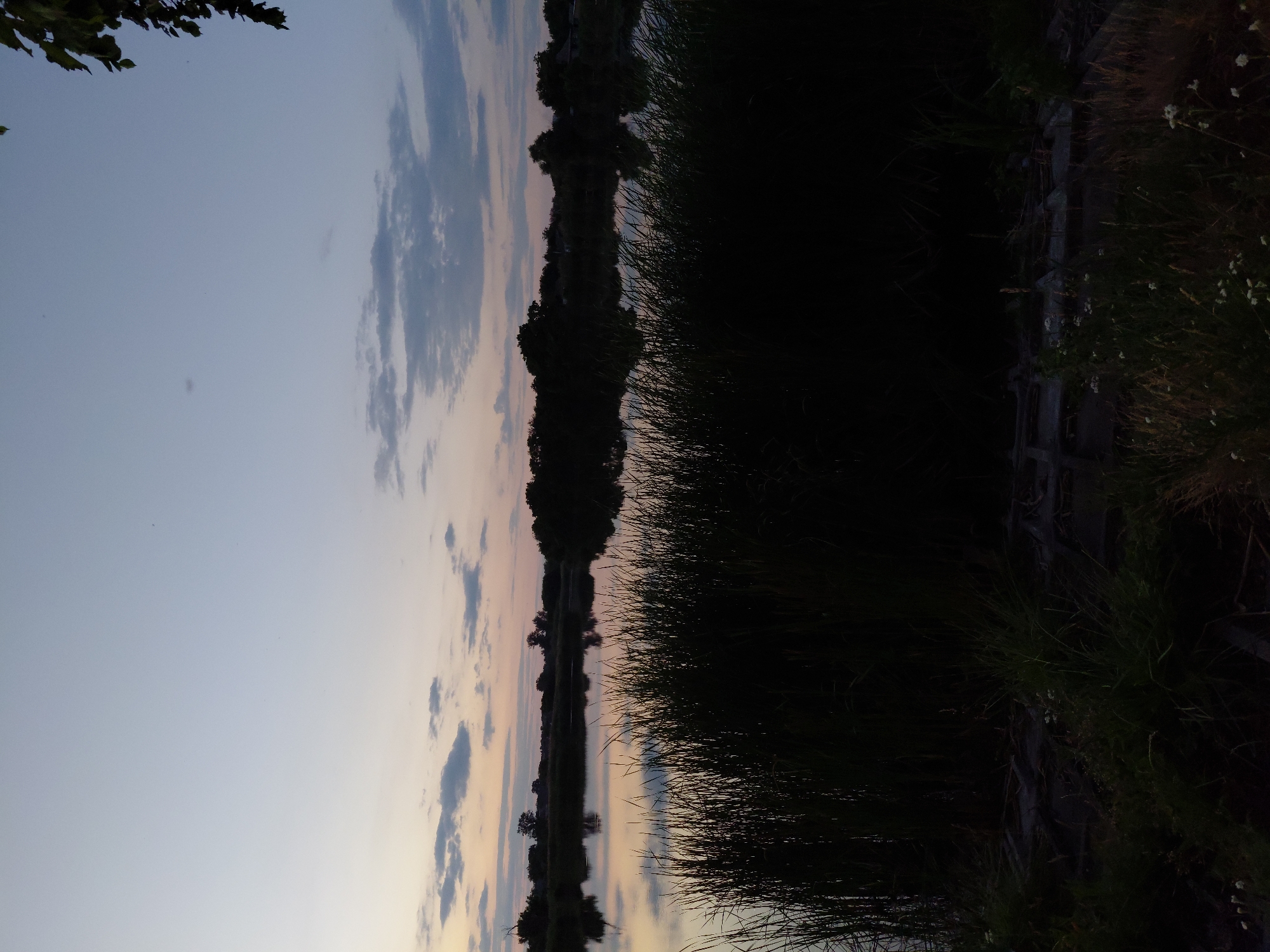 The image depicts a serene lake scene at dusk, likely in Ustyvytsia, Ukraine, given the context provided. The sky is a soft gradient of pale blue and gray, with scattered wispy clouds tinged with pastel hues from the setting sun. The calm surface of the lake acts as a mirror, reflecting the muted colors of the sky and the dark silhouettes of trees and vegetation lining the opposite shore. In the foreground, a dense growth of tall, dark reeds dominates the lower portion of the frame, creating a stark contrast against the illuminated water and sky. Hints of greenery and some white wildflowers are visible at the very bottom edge of the image, suggesting a natural, undeveloped shoreline. No people or animals are present in the scene. The overall atmosphere is peaceful and tranquil.