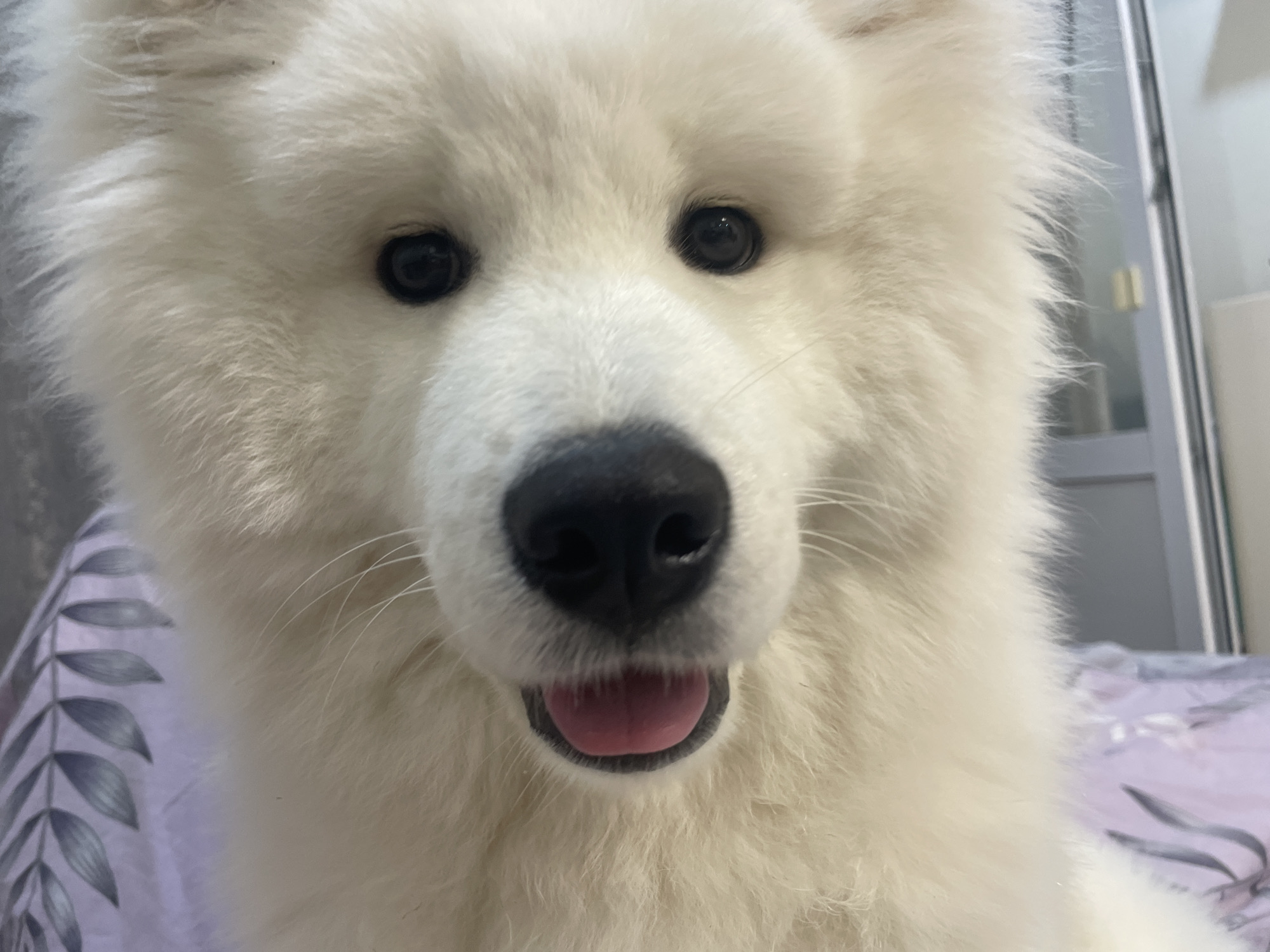A close-up, head-on shot depicts a white, fluffy dog, likely a Samoyed, looking directly forward. The dog's face dominates the frame, featuring two round, black eyes that appear glossy and alert, a prominent black nose, and a slightly open mouth revealing a pink tongue. Its fur is dense and white, appearing soft and fluffy, with visible whiskers extending from its muzzle. The background is out of focus, suggesting a shallow depth of field. To the lower left, a lavender-colored fabric with a repeating pattern of dark gray leafy silhouettes is visible. To the right, blurred vertical elements resembling a door frame or window frame with light grey and white tones are discernible. The scene is illuminated by soft, ambient light. The exact location is unknown, in the city of Unknown, Unknown.