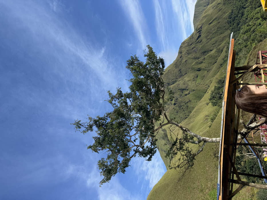 This image depicts a scenic mountainous landscape in Sembalun Bumbung, Indonesia, under a clear blue sky with sparse, wispy white clouds.
In the upper and mid-ground, a prominent deciduous tree with a light-colored, multi-branched trunk and dense green foliage stands against a backdrop of steep, verdant green mountains. These mountains are largely covered in short, uniform vegetation, indicating grasslands or low shrubs, with some darker patches of denser forest visible in the valleys. The terrain features distinct ridges and slopes.
In the lower foreground, a section of a rustic wooden structure is visible. It consists of a flat, light-colored wooden roof supported by rough-hewn wooden poles, suggesting a shelter or observation deck. The top of a person's head and right shoulder are visible in the lower right corner, partially obscured by the structure. The individual has long, dark brown hair and appears to be looking towards the right, out of frame. The scene is illuminated by bright daylight, suggesting fair weather.