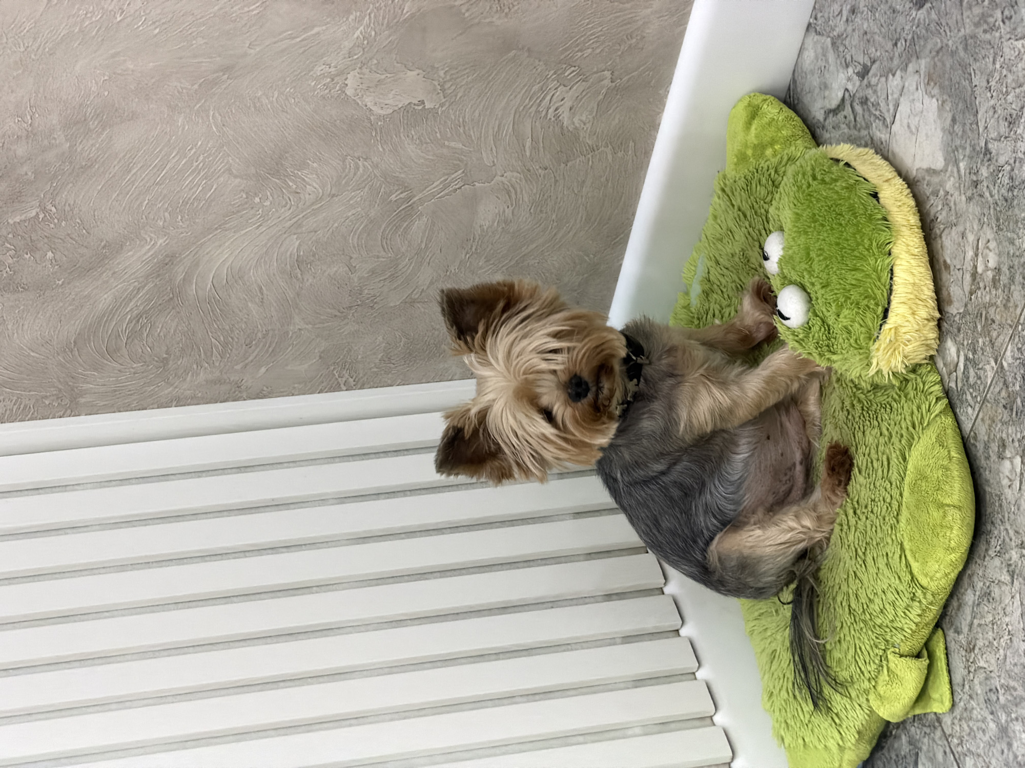A tan and gray Yorkshire Terrier lies on a lime-green frog-shaped dog bed in what appears to be an indoor setting in Rossiyskiy, Russia. The bed rests between a white, horizontally-slatted radiator and a gray marble tile floor. Behind the radiator, the wall is painted with a gray, stucco-like texture.