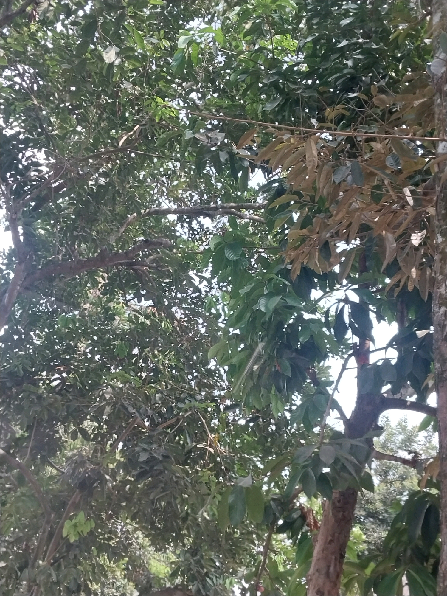 The image displays a close-up view of dense tree foliage, predominantly green leaves, with some branches and tree trunks visible. A few lighter-colored, possibly dried leaves are interspersed among the green ones, particularly on the right side. The lighting suggests an outdoor environment, likely during the daytime, with sunlight filtering through the leaves, creating dappled light and shadows. The scene appears to be a natural setting, possibly a garden or a park, within the city of Purwomartani, Indonesia. There are no people or specific actions depicted in the image.