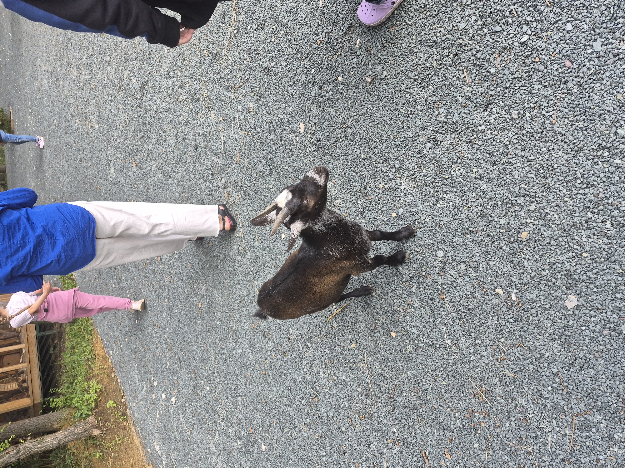 An overhead shot shows a person in a blue shirt and white pants walking away from the camera on a gravel path. To the left of the person, a child in a pink jumpsuit walks away from the camera. A goat with dark brown fur, white markings on its face, and short horns stands on the gravel path looking towards the camera. To the right of the goat, the lower legs and feet of two people are visible. One person wears purple clogs. In the background to the left, a wooden structure with railings can be seen, possibly a picnic shelter or building. The environment appears to be an outdoor recreational area or park. The location is identified as Volzhskii, Russia.
