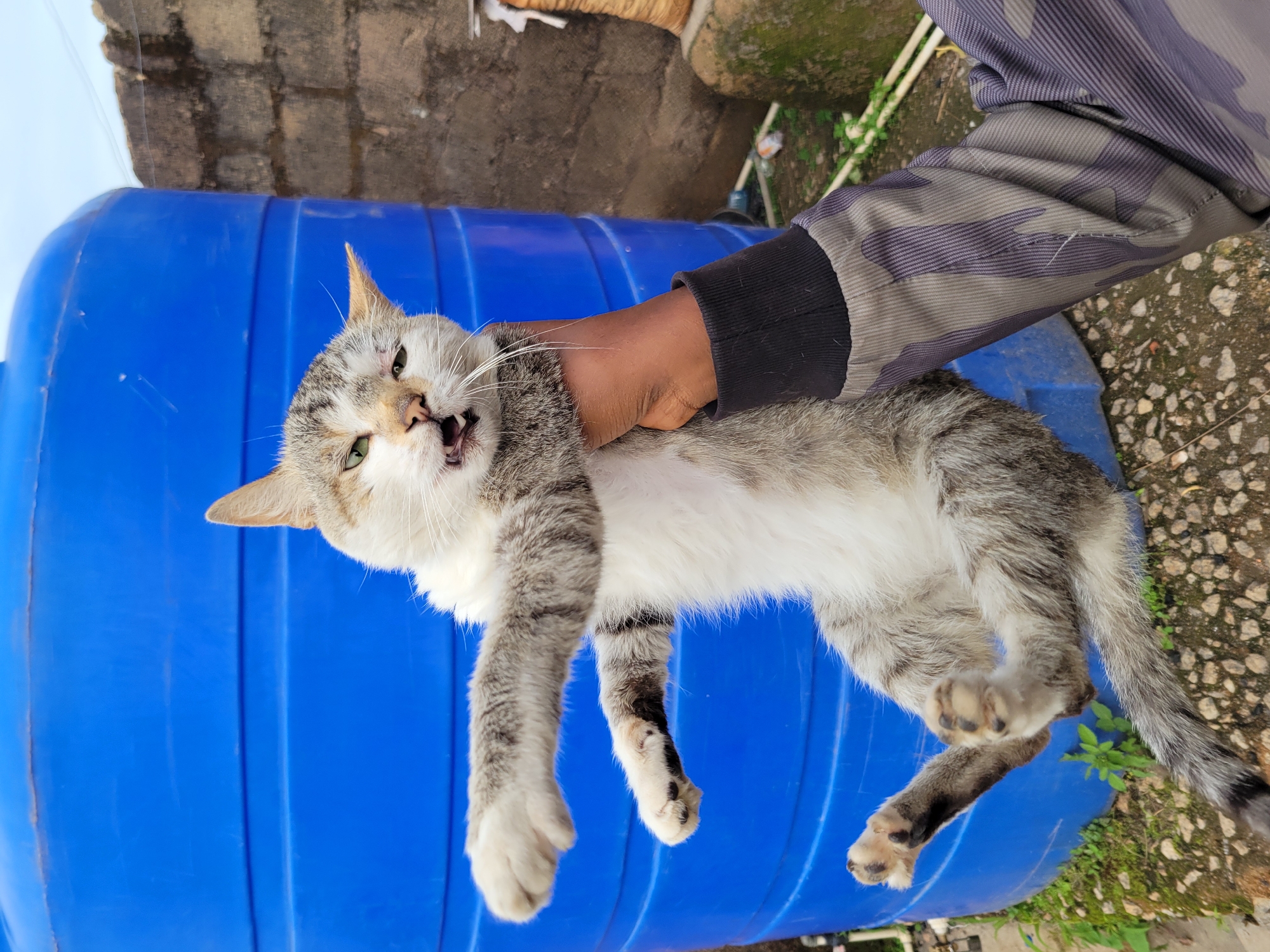 A gray and white tabby cat is held by its middle by a person wearing a camouflage jacket in an outdoor, possibly residential area. The cat's mouth is open, and its eyes are partially closed. Behind the cat and the person is a large, blue water tank. To the right of the tank is a rough-textured, brown brick wall. The ground is covered with gravel and some green vegetation. The sky is visible in the background, appearing overcast. The scene appears to be in Jos, Nigeria, given the typical architecture and the presence of a water tank, which is common in many parts of the city.