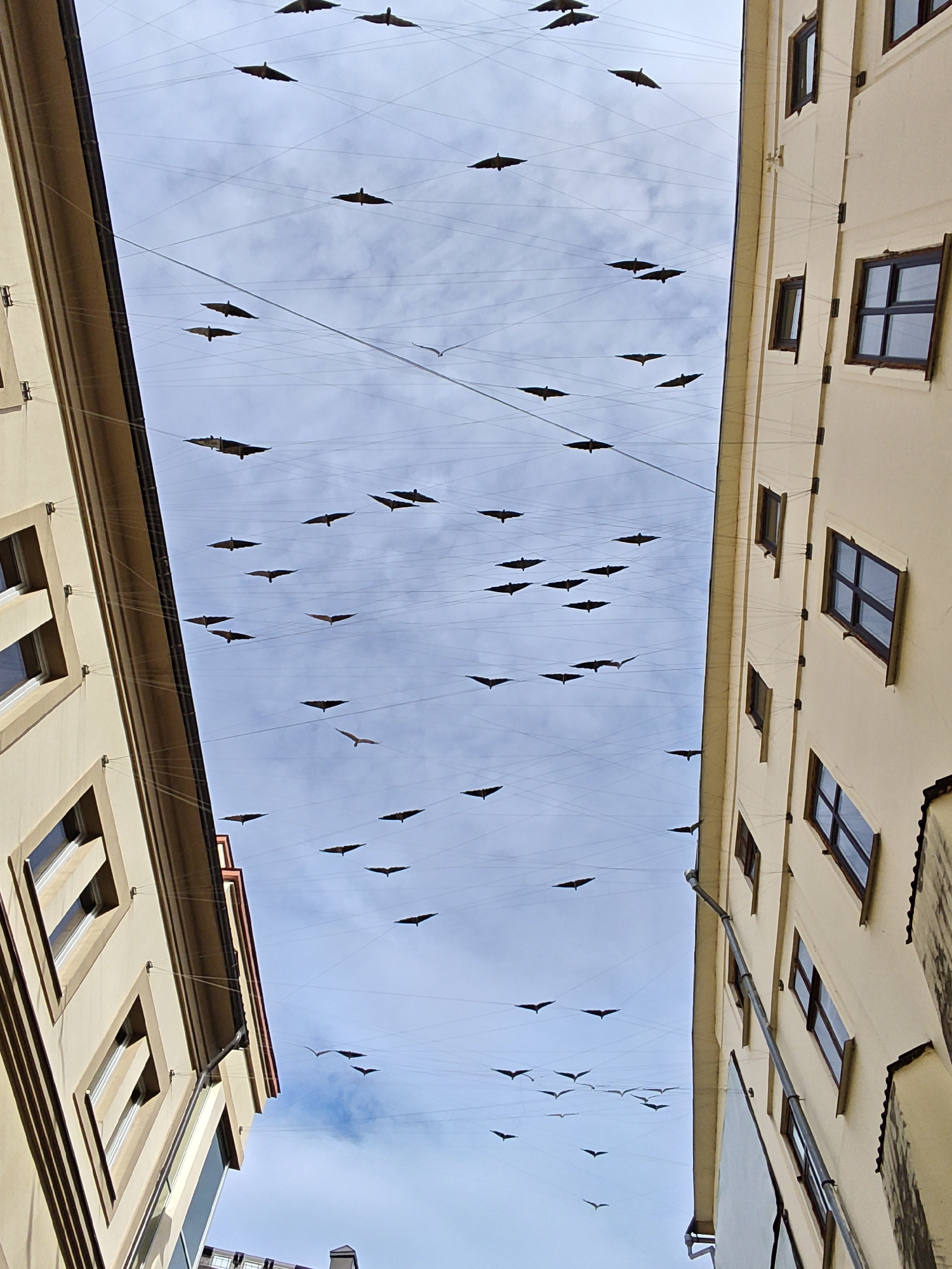 The image presents an upward view between two buildings, focusing on the sky adorned with an artistic installation of suspended bird-like figures. The buildings on either side frame a light blue sky with scattered white clouds, suggesting a daytime scene with soft, diffused light.
Hundreds of dark, stylized bird silhouettes are strung across a complex network of thin wires stretched between the buildings. These figures vary slightly in size and orientation, creating a dynamic impression of a flock in flight. Among these fixed decorations, a few lighter-colored, more realistic bird shapes, possibly real birds like seagulls, can be seen, adding to the illusion.
The building on the left has a light, possibly beige or cream-colored facade, with several recessed rectangular windows and a visible dark eave. The building on the right shares a similar light-colored facade and features multiple windows, some with dark frames and muntins. A dark, vertical downspout is visible on this building's exterior. The architectural style hints at a European urban setting.
No people or direct street-level activity are visible in this high-angle shot. The overall impression is one of a uniquely decorated urban space, possibly a pedestrian street or alley, in Ivano-Frankivsk, Ukraine. There is no visible text.