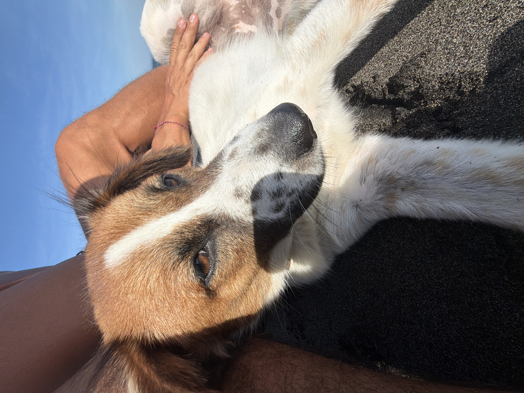 A dog is lying on its back being petted by a person. The dog has brown and white fur with a black nose. The person has tanned skin and is wearing a pink and blue bracelet. The dog is lying on a black sandy surface. The sky in the background is blue. The location is Mengwi, Indonesia.