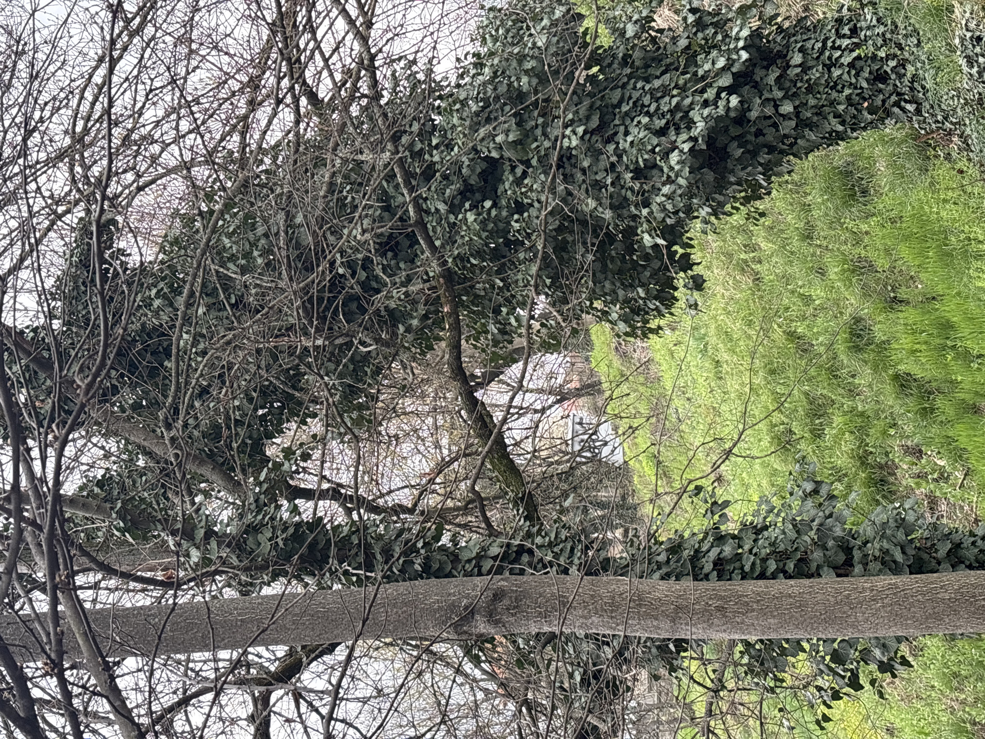 The image shows a view of a landscape with a tree in the foreground. The tree has both bare branches and some green leaves, indicating a transitional season, possibly spring or autumn. Behind the tree, there's a stretch of green vegetation, seemingly a grassy area or field. The background suggests an urban environment, with glimpses of buildings visible through the trees. I have no information that places this photo within a specific city, such as Veliko Tarnovo.