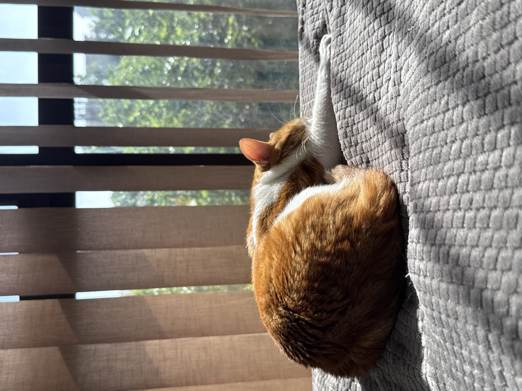 An orange and white cat is curled up on a gray textured surface, likely a couch or bed, next to a window with horizontal blinds. The cat has its back to the viewer and its white paw is extended upward, touching the gray surface. The blinds are partly open, allowing sunlight and a view of green foliage outside. The location cannot be determined in the city of Bar, Montenegro based on the given information.