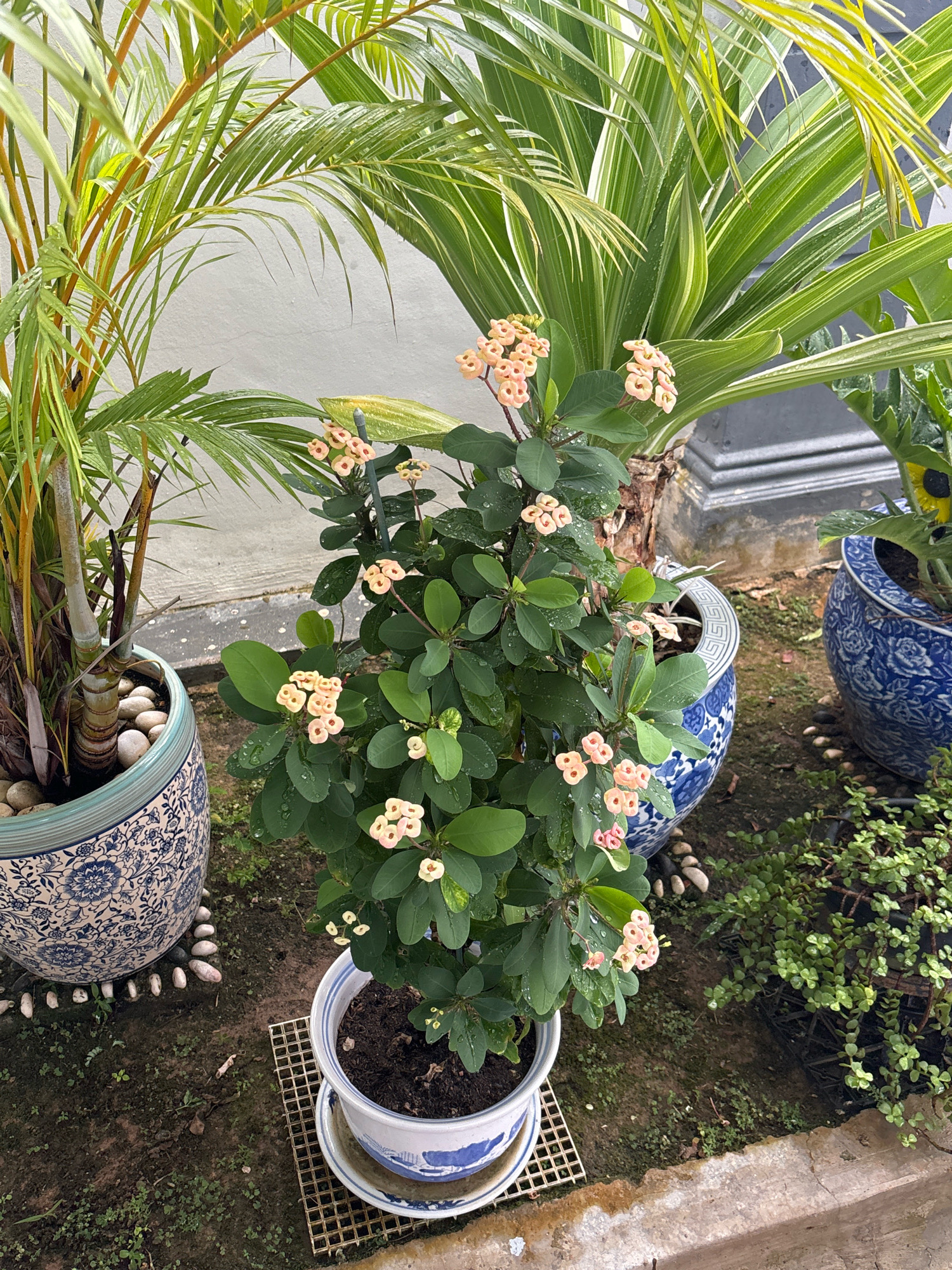 In the city of Malacca City, Malaysia, an outdoor scene features several potted plants. A central, small potted plant with green leaves and delicate pink flowers is prominent. To its left, a larger potted plant with tall, segmented, green and yellow striped leaves is visible. To the right and behind, another potted plant with broad, green leaves and a partially visible yellow flower can be seen. The pots are decorative, with one featuring blue and white oriental-style patterns and another with a similar blue and white pattern. The ground is covered with soil, small stones, and some patches of green ground cover. A light-colored wall forms the background. The lighting suggests an overcast day, with water droplets visible on the leaves of the plants, indicating recent rain or watering.