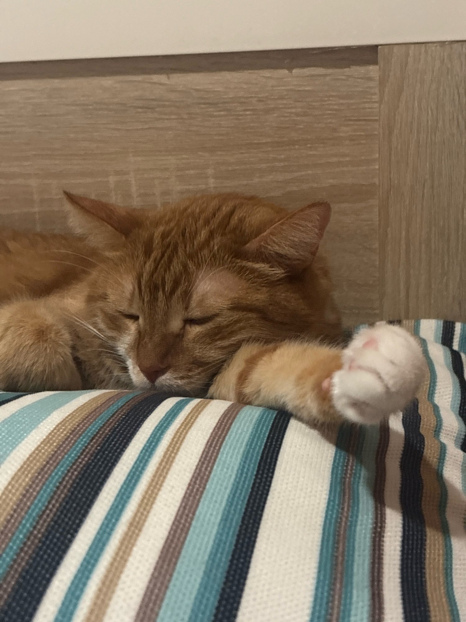 The image shows a close-up of an orange tabby cat sleeping on a striped cushion. The cat's eyes are closed, and its paws are tucked underneath its body, except for one paw which is extended slightly forward, showing its white paw pads. The background appears to be a wooden wall. There are no discernible landmarks or features that would indicate a specific location within the city of Bar, Montenegro. The scene is peaceful and domestic, depicting a common household pet at rest.