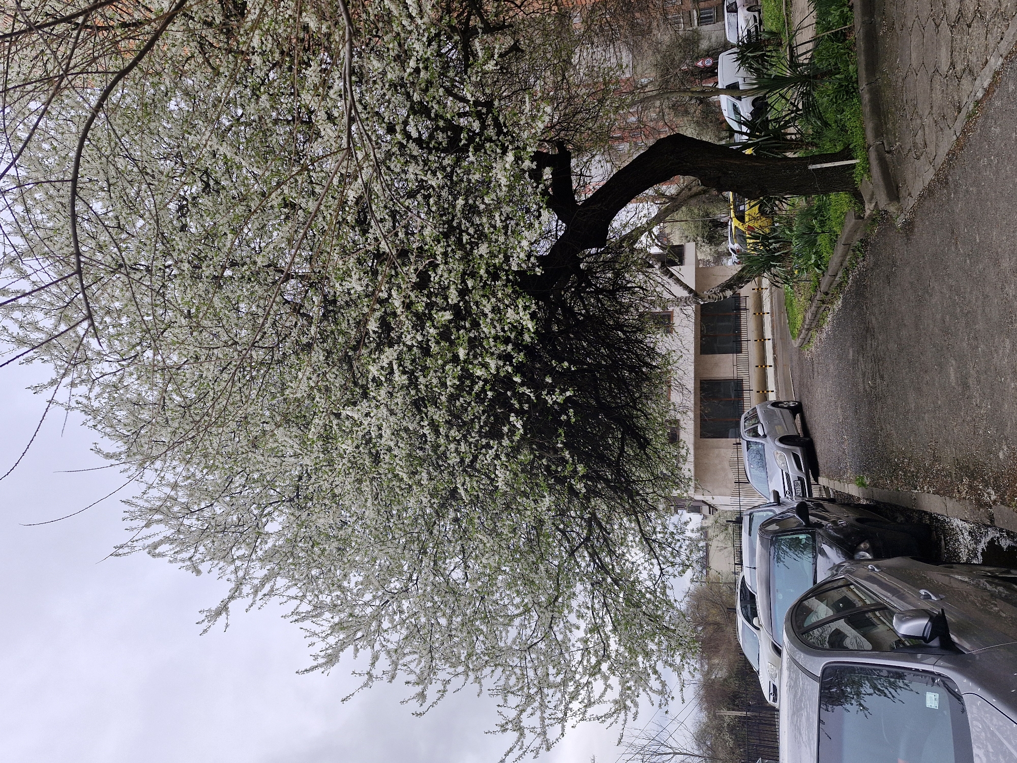 The image shows a street in Sofia, Bulgaria, with several cars parked along the sidewalk. A flowering tree dominates the left side of the frame, its branches heavily laden with white blossoms. The sky is overcast, providing soft, diffused light. The sidewalk is made of interlocking concrete pavers, and there is a small strip of greenery between the sidewalk and the buildings. The buildings in the background appear to be residential or mixed-use structures. Some bushes and other vegetation are also visible.