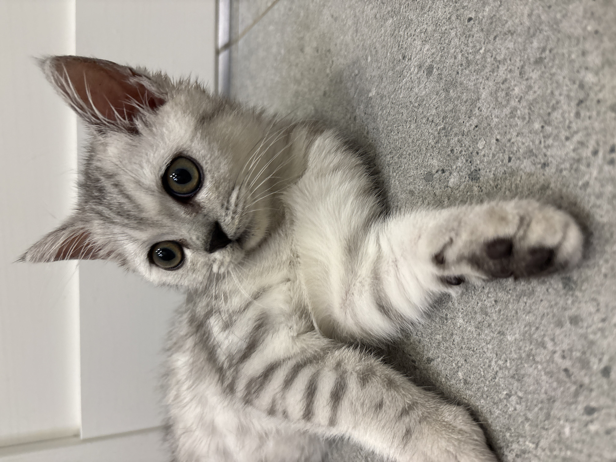 A close-up, slightly rotated, indoor photograph shows a silver tabby kitten lying on a gray textured surface. The kitten is facing the camera with its head tilted slightly. It has large, round, green eyes and a small pink nose. The kitten's fur is patterned with gray stripes. One of its paws, with black pads, is extended towards the camera. A white vertical surface is visible in the lower left corner of the image. The texture of the gray surface suggests it could be a tile floor or a concrete surface. The location of the photograph is unknown and not possible to determine from visual clues. The city of Izhevsk, Russia, is also not relevant or supported.