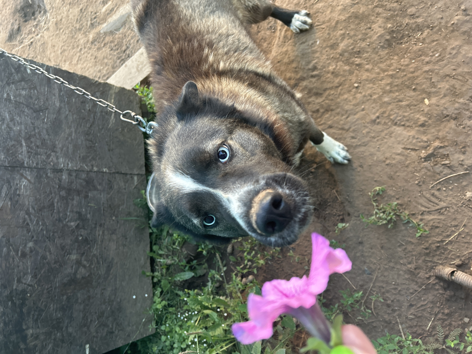 This is a first-person perspective, eye-level, medium shot of a dog with dark gray and brown fur, and striking blue eyes, looking up at the camera. The dog is outdoors on a dirt ground, with some green grass and sparse vegetation. A pink petunia flower is held in the foreground, extending from the bottom right corner, towards the dog's face. The dog appears to be on a chain, indicated by a silver metal chain extending from the left side of the frame and connected to a collar or harness on the dog.
In the background, there is a piece of dark-colored plywood, possibly part of a kennel or structure. The lighting suggests it is daytime, with some shadows visible on the ground, implying a sunny day. The dog's expression is one of curiosity and perhaps a bit of alertness, as it focuses on the flower. The overall scene is rustic and informal, likely a yard or outdoor living space for the dog. There is no visible text in the image. The location context provided is Фоки, Russia.