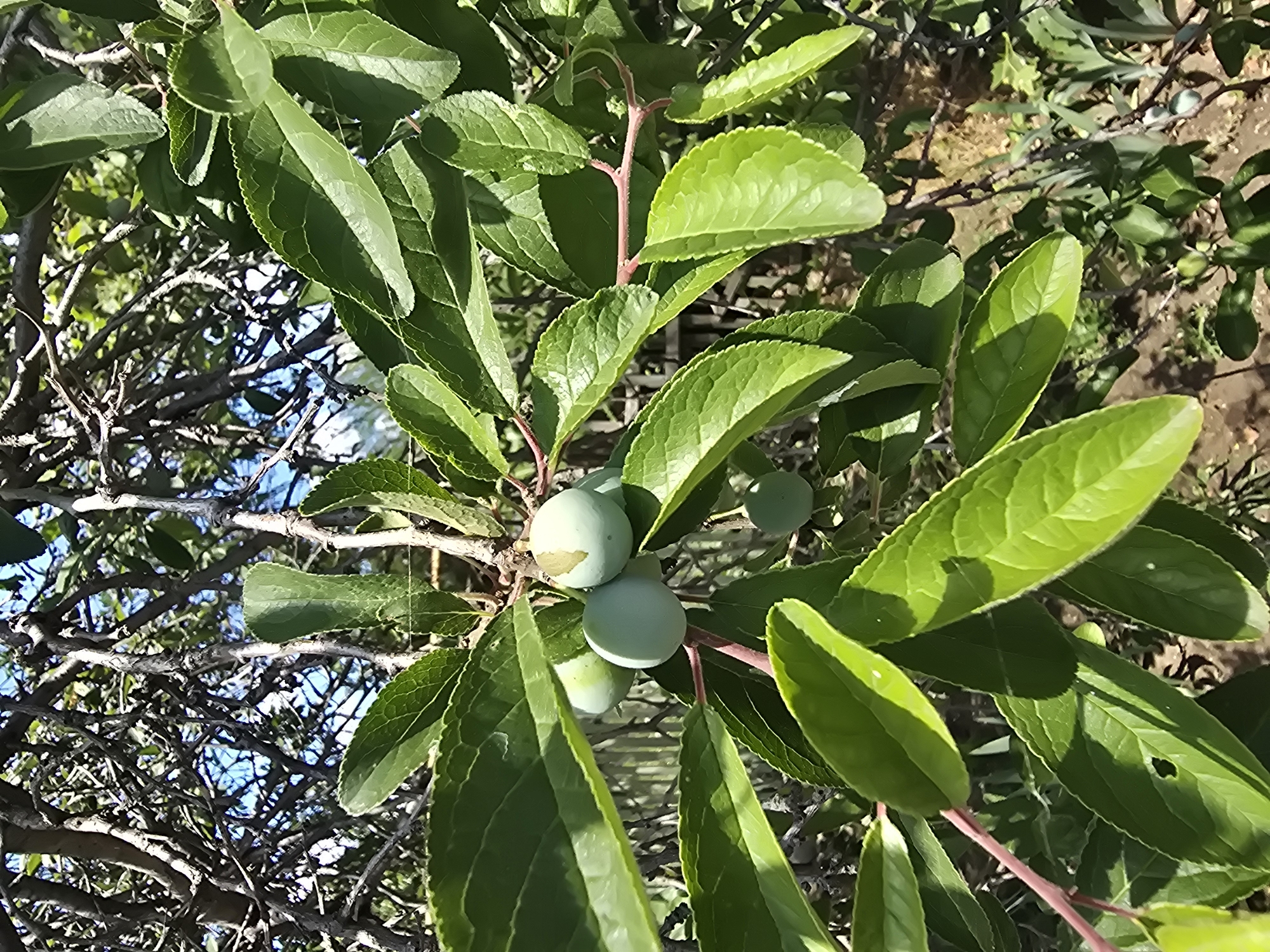 The image shows a close-up view of a plum tree branch with several unripe, green plums. The plums are round and vary in size, with some showing a pale green or slightly yellowish hue, indicative of their immature state. They are attached to thin, reddish stems. The leaves of the tree are a vibrant green, ovate in shape, with serrated edges and visible veins. Some leaves are partially shaded, creating a contrast of light and shadow. The background is a blur of tangled branches and foliage, suggesting a dense thicket or an overgrown garden. A hint of a blue sky is visible through the branches at the top of the image. The overall scene is natural and appears to be outdoors. There is no indication of human presence or activity. This scene is likely located in a garden or natural area within Nova Kakhovka, Ukraine, given the typical flora and climate of the region.