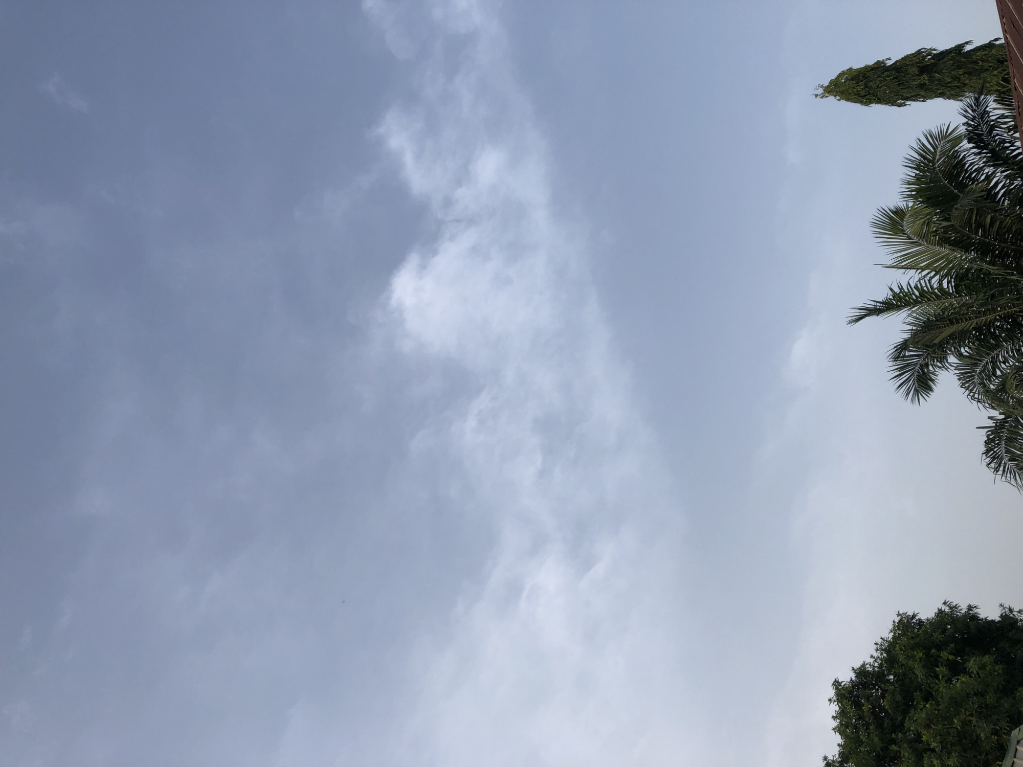 The image presents an outdoor scene dominated by a vast, light greyish-blue sky, indicative of daytime conditions. Scattered, wispy white clouds are visible across the frame, with denser patches appearing towards the center-right, creating a softly diffused and partially cloudy atmosphere.
Along the right side and bottom right corner, various types of green foliage provide a natural contrast to the sky. In the upper right, a tall, slender tree with dark green leaves, possibly a False Ashoka or a similar columnar tree, extends vertically. Adjacent to it, towards the mid-right, is a prominent palm tree characterized by its large, distinctive fronds. The bottom right corner shows the dense, dark green canopy of another broadleaf tree or bush. A subtle reddish-brown element, possibly a building or wall, is barely visible at the extreme top right edge.
The scene appears tranquil, with no specific activity or event taking place, and no people are visible. The lighting suggests a bright, but not intensely sunny, day, likely mid-morning or afternoon. There is no visible text. The types of trees are consistent with the provided location context of Akwanga, Nigeria.