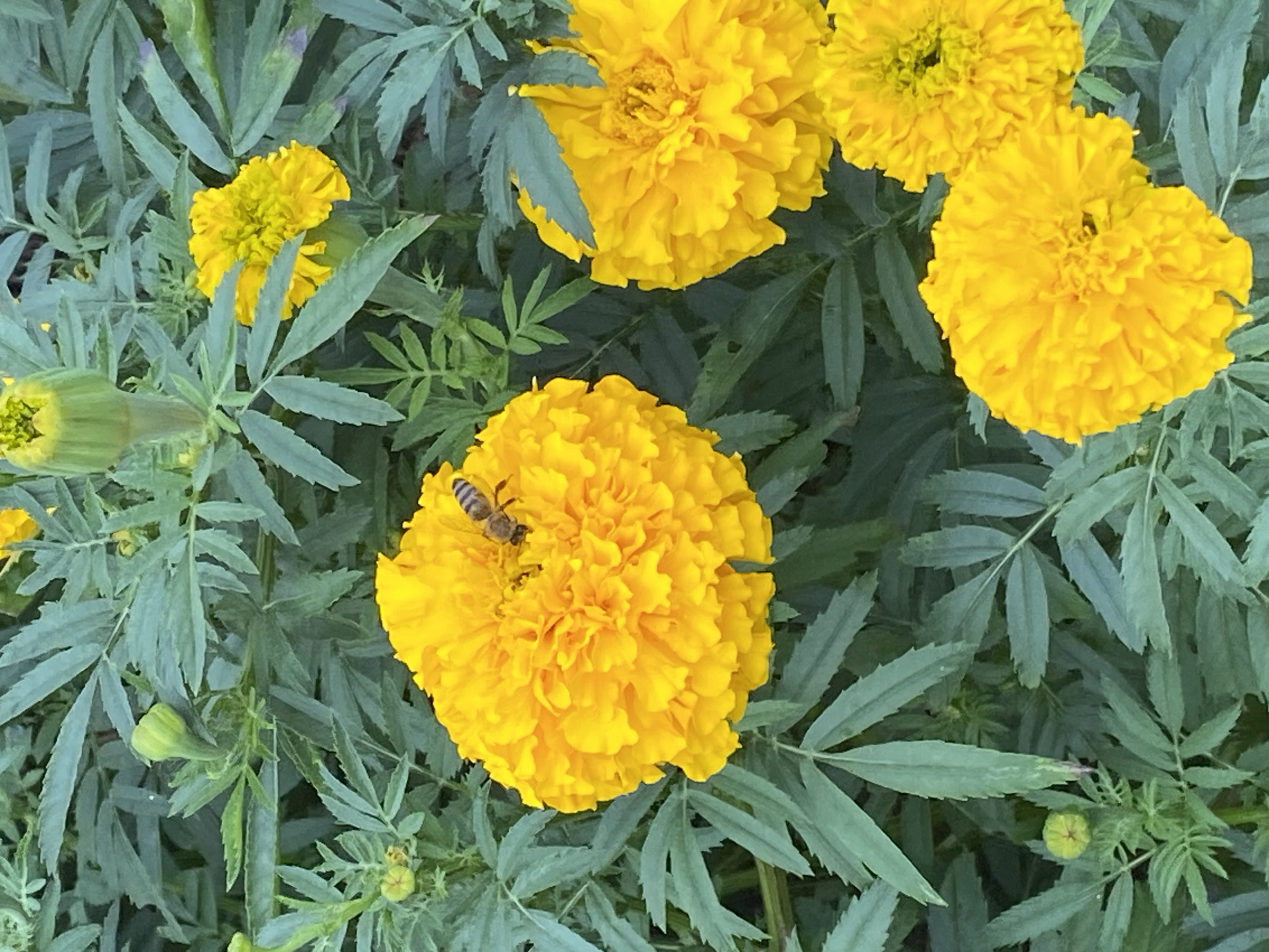 A close-up, top-down view shows a cluster of bright yellow marigolds with green foliage in Krupki, Belarus. One of the marigolds has a bee collecting nectar on its petals. Several other marigolds are in various stages of bloom, and there are also unbloomed buds visible amongst the leaves.