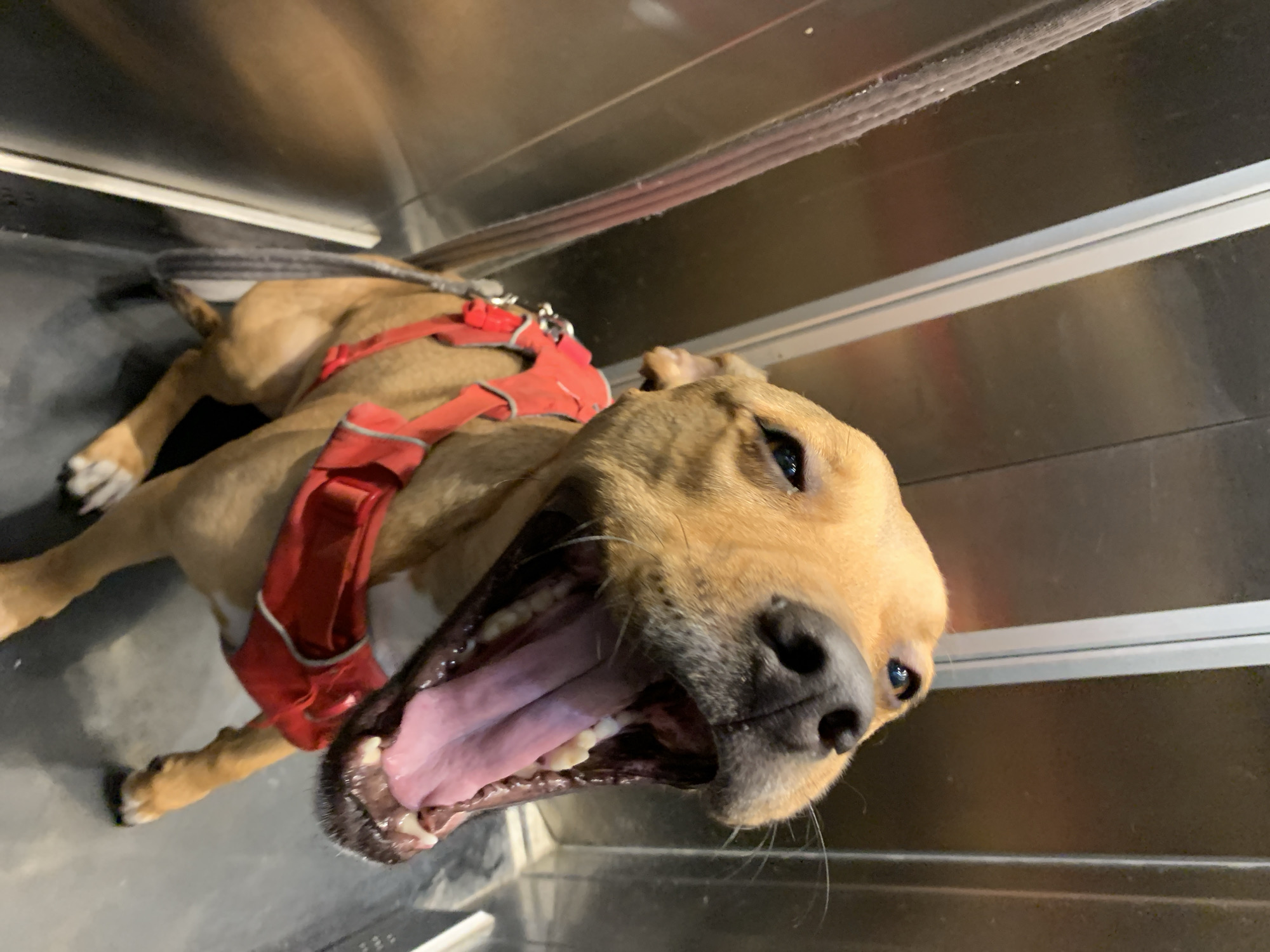 A tan dog with a black nose, wearing a red harness and leash, is lying down in a confined space with metallic walls. The dog's mouth is open, revealing its teeth and pink tongue. The location is unknown, but the request mentions Tel-Aviv, Israel, though there is no visual confirmation in the image.