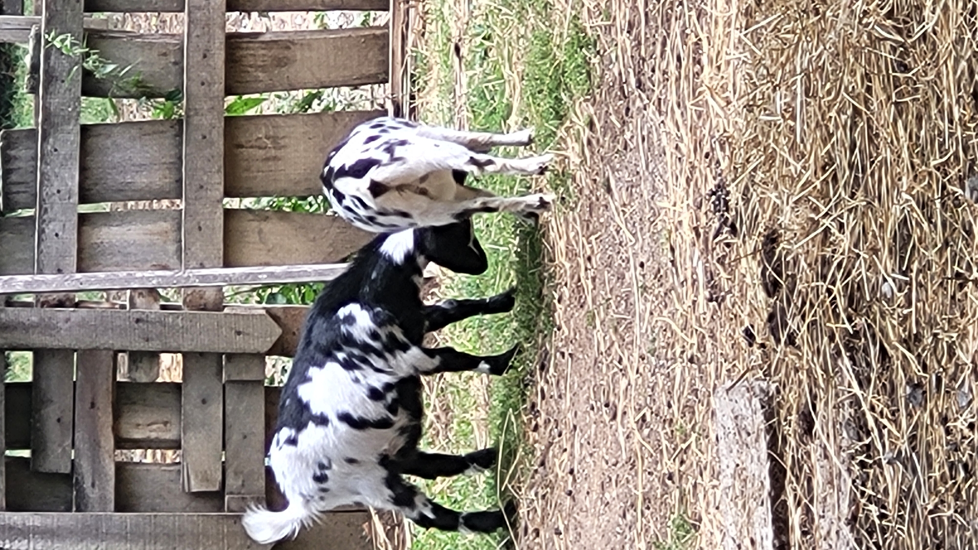 Two goats with black and white spotted coats are in an outdoor enclosure with a wooden fence in the background. The goat on the left is facing away from the camera, grazing on grass. The goat on the right is also facing away, its rear end visible. The ground is covered with dry straw and some sparse green grass. The fence is made of rough-hewn wooden planks arranged horizontally and vertically. The environment appears rural, likely a farm or a similar agricultural setting. The image does not provide any specific geographical markers to pinpoint its location within Prešov, Slovakia.