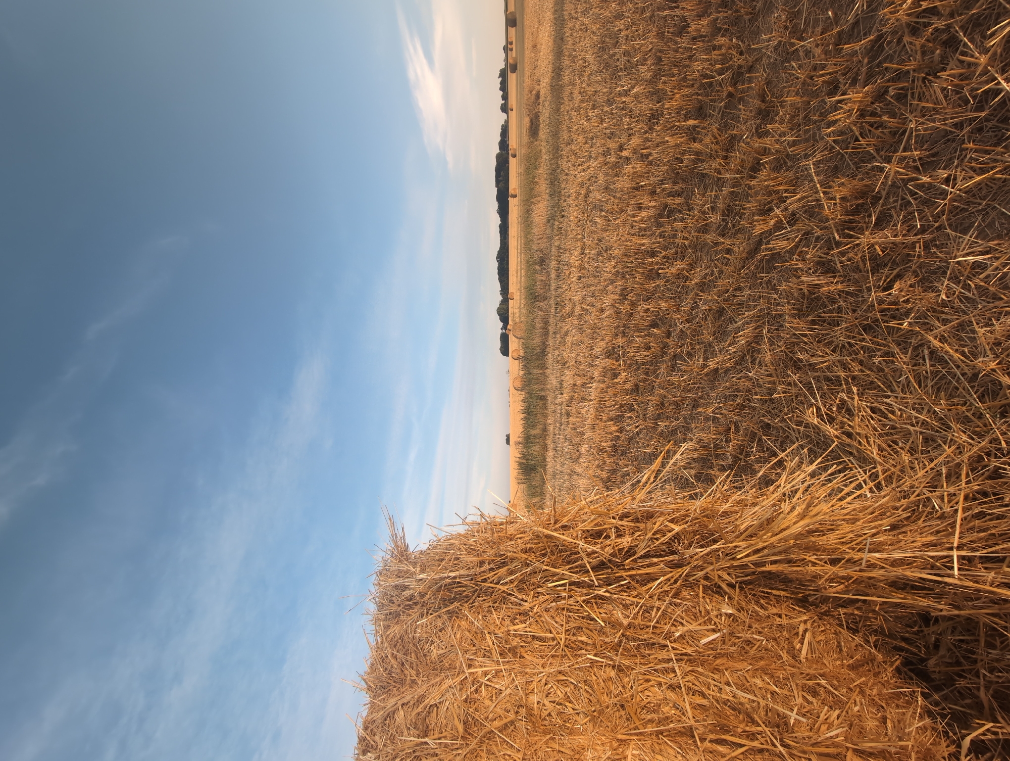 A wide-angle, low-angle shot captures a field of harvested wheat under a clear, pale blue sky with sparse white clouds. In the foreground, on the left, is a large, rough bale of golden straw, its strands clearly visible and catching the light. The field extends into the distance, with cut stubble covering the ground. Several more, smaller, round bales of straw are scattered across the field, receding towards a dark line of trees on the horizon. The overall impression is of a rural, agricultural landscape in Alvimare, France, during harvest season.