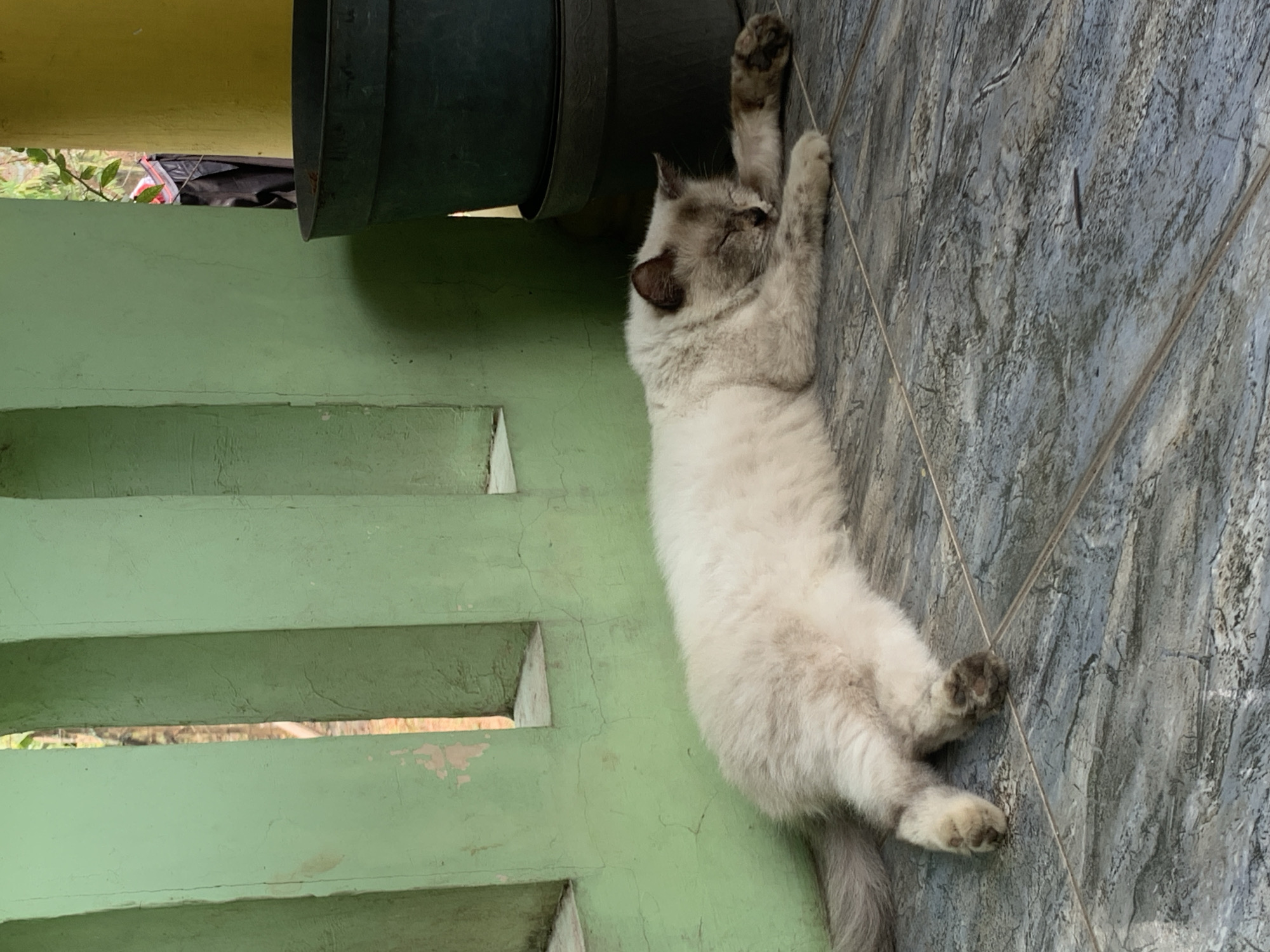 A fluffy, light-colored cat is sleeping on a grey tiled floor in front of a light green wall. The cat is lying on its side, with its front paws extended forward and its hind legs curled. The cat's fur is long and appears to be a mixture of white and light brown, with darker points on its ears and face. Its eyes are closed, and its head is resting on its front paws. The green wall behind the cat has rectangular cutouts and appears to be weathered. To the right of the cat, there are dark green and yellow plastic pots, one stacked on top of another. In the background, through the cutouts in the wall, glimpses of trees and foliage are visible. A person in dark clothing and a red shirt can be seen in the distance. The scene appears to be outdoors, possibly on a porch or patio, in Dukuh Mojo, Indonesia.