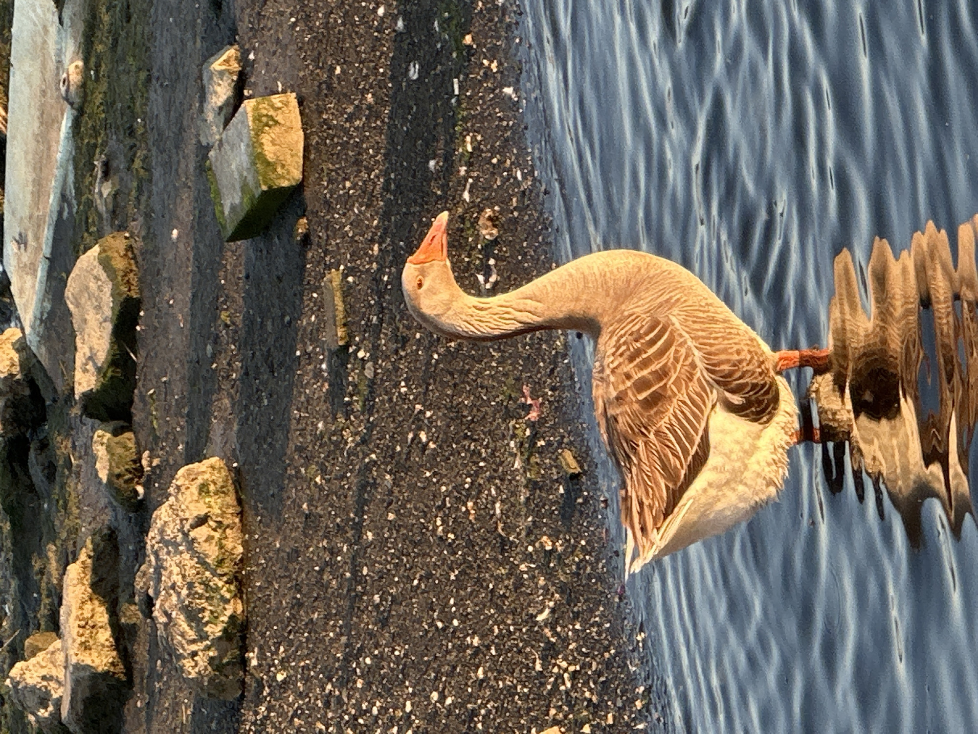 An image captures a light brown goose standing on a dark, granular bank beside a calm body of water in Fethiye, Turkey. The goose is positioned towards the center-right of the frame, with its body facing right and its long neck curved upwards and slightly to the left, head tilted back, and its orange beak slightly open. The goose's detailed feathers, ranging from lighter beige on its belly to darker brown and grey on its wings, are visible.
A clear, distorted reflection of the goose's lower body and legs is visible in the water, indicating calm conditions with subtle ripples. The body of water, likely a canal or sea, appears blue-grey. The bank where the goose stands is dark, possibly concrete or a natural rocky shore, and is dotted with small, lighter particles. Several irregular, light-colored rocks, some covered with green moss, are scattered along the bank to the left of the goose.
The scene is illuminated by warm, golden light, suggesting either sunrise or sunset, which casts subtle shadows and highlights the texture of the goose's feathers and the rocks. There is no visible text in the image.