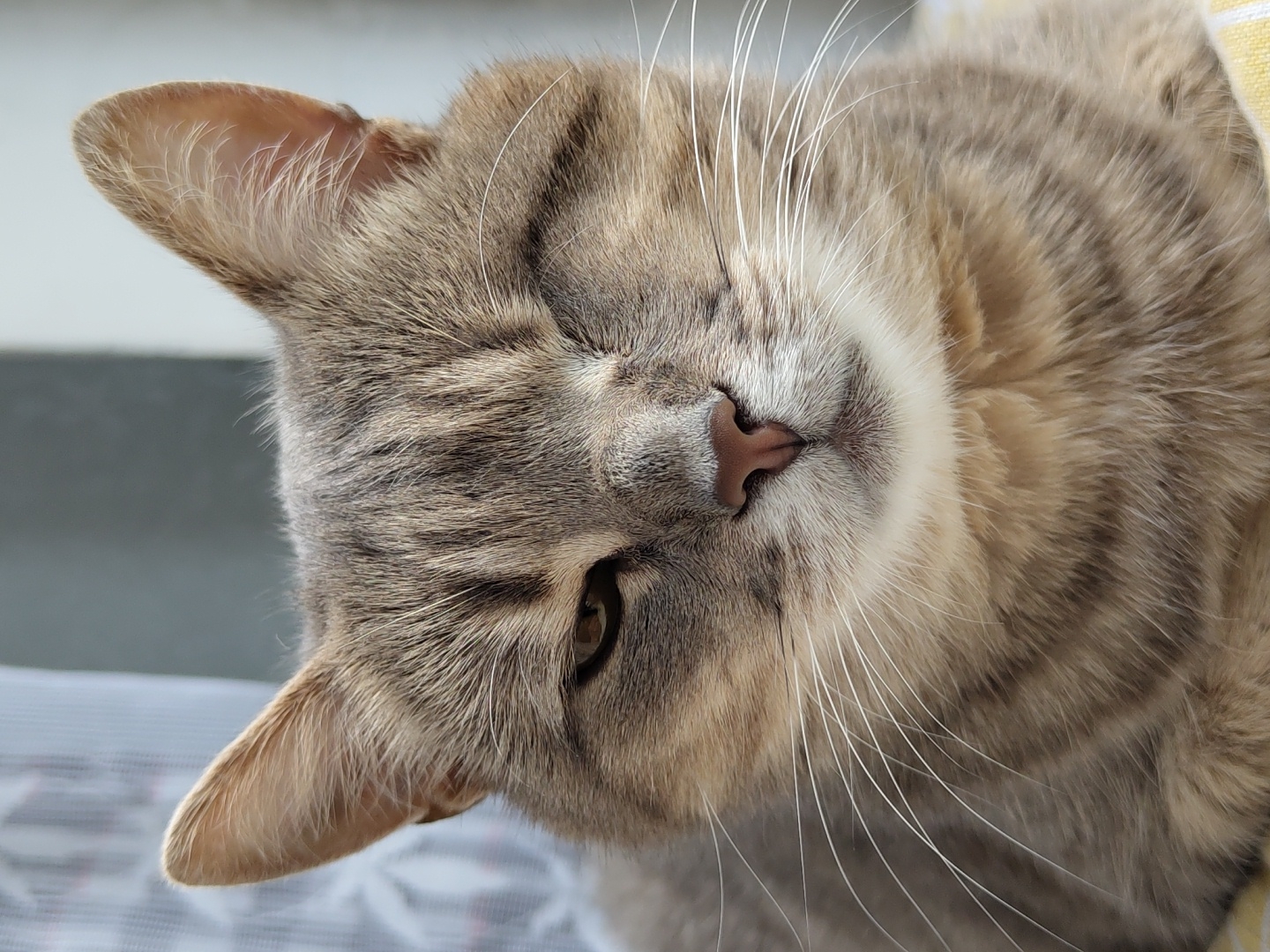 A close-up, eye-level, medium shot shows a tabby cat with gray and tan fur, winking its left eye. The cat’s right eye is open and visible, and its whiskers are long and white. The cat’s nose is pink. The background is out of focus, with a white curtain or blind on the left and a gray area on the right. The cat is resting on a yellow and white striped surface.