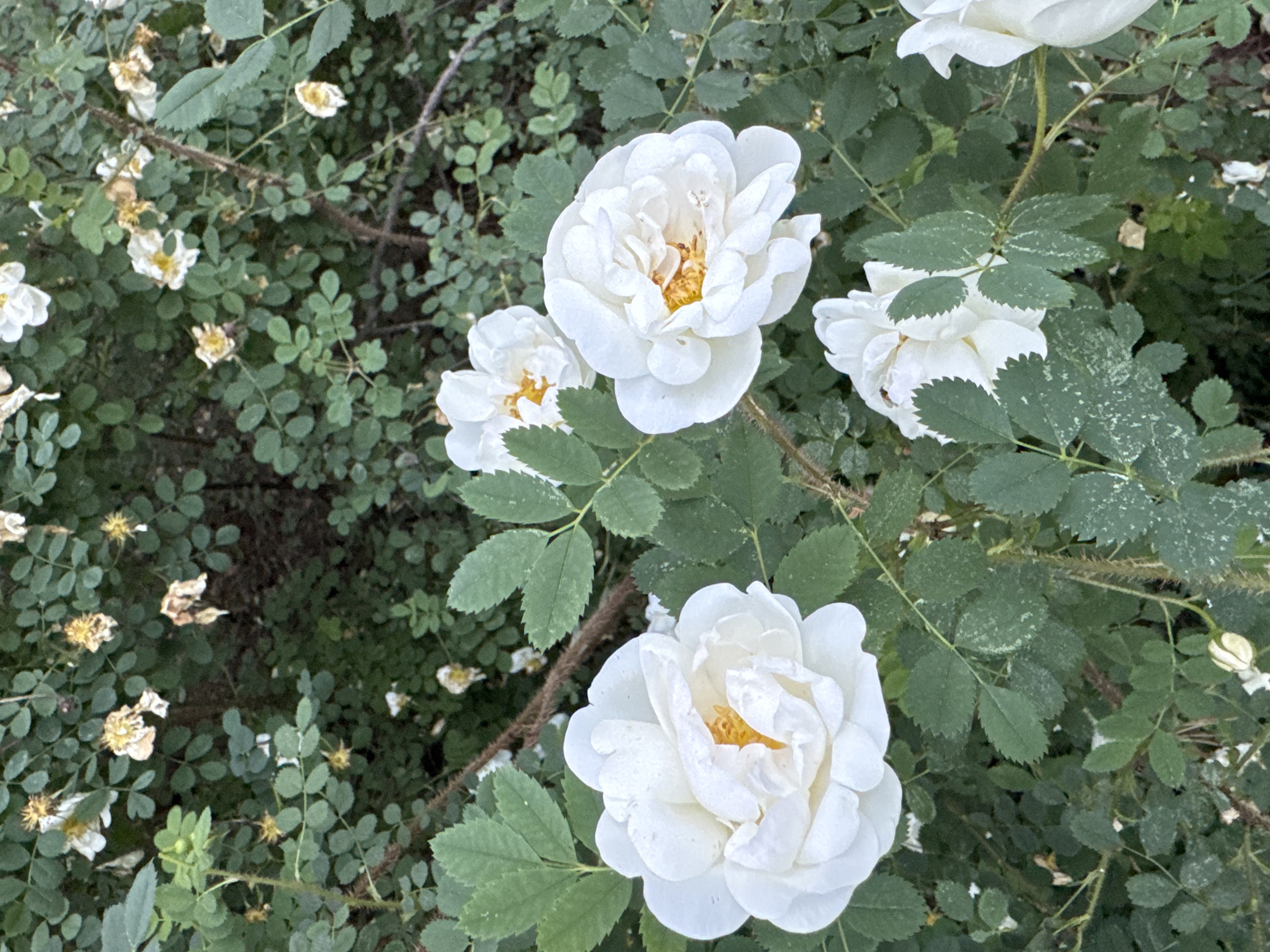 In the city of Ozerki (Krasnodolinskaya), Russia, a close-up, slightly overhead shot captures a cluster of white roses blooming amidst a dense, green leafy bush. The focus is on several fully opened roses in the foreground, each with layered white petals and a yellow center. The leaves are a deep green, with some showing lighter speckles. In the background, more white and faded yellow roses are visible, along with numerous smaller leaves and thorny branches, suggesting a wild or unmanicured garden setting. The lighting appears natural, casting soft shadows. There are no people or animals present in the frame.