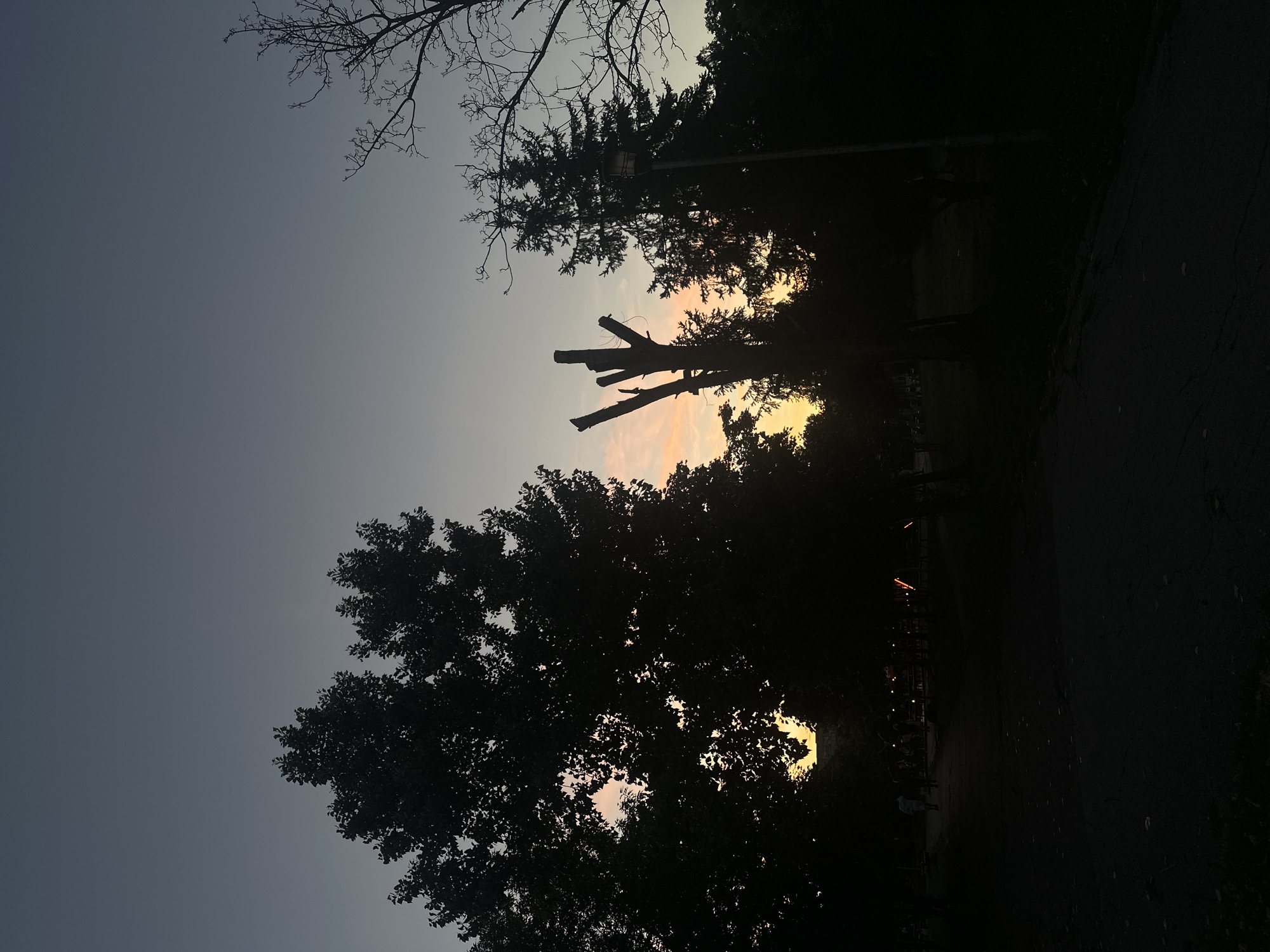The image depicts a park scene at dusk. The sky is a gradient of deep blue at the top fading to a pale orange and yellow near the horizon, indicating the setting sun. Silhouetted against the sky are several trees, including a large, leafy tree on the left and a bare, multi-branched tree on the right. In the mid-ground, a broken tree trunk stands with several sharp, upward-pointing branches. A tall, dark pine tree is visible to the right of the broken trunk. A lamppost stands near the pine tree. In the background, several figures are walking or standing, their forms obscured by the low light. The ground appears to be a path or road, with some fallen leaves scattered on it. The overall impression is one of a peaceful evening in a park setting. Without additional context or information, the specific location within Sofia, Bulgaria, cannot be determined.
