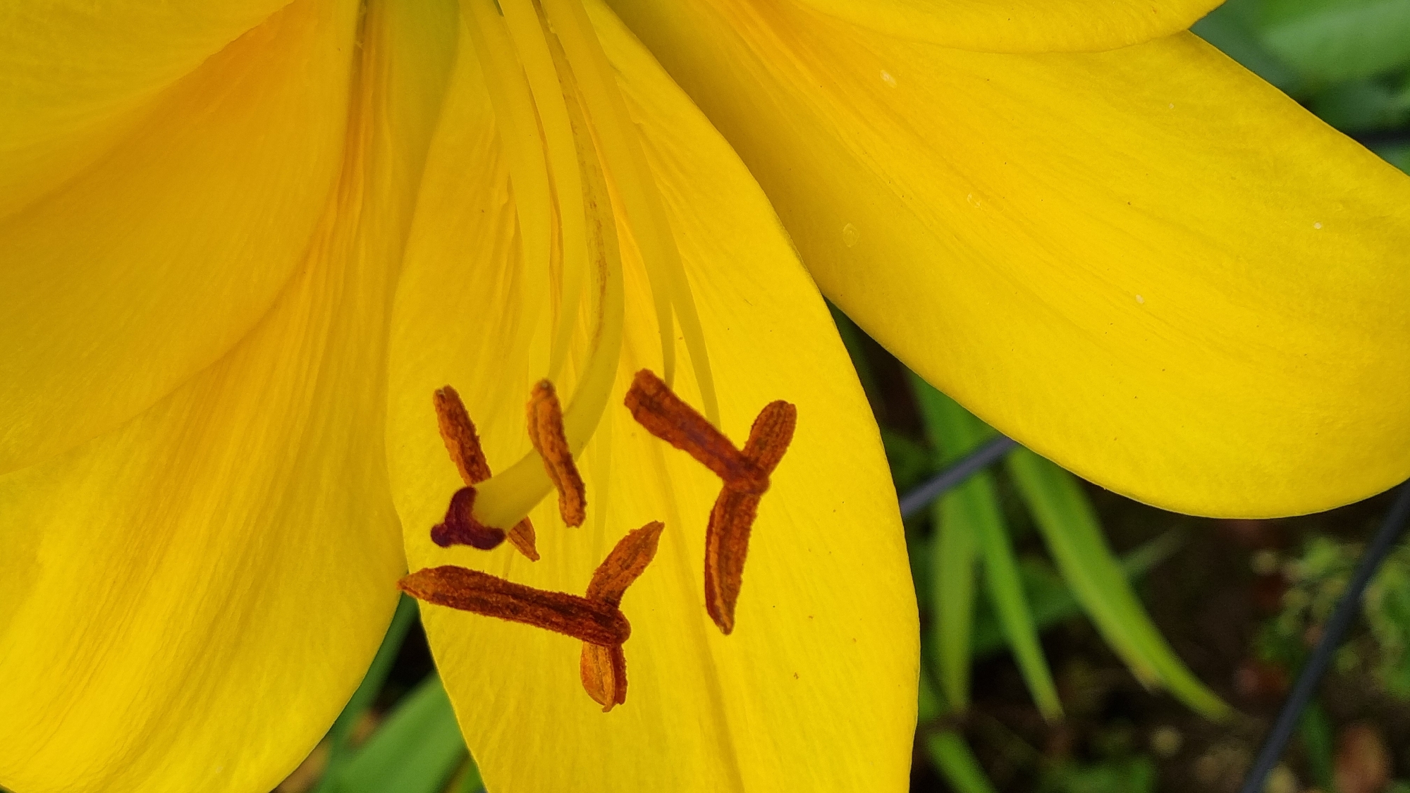 This is a close-up, ground-level shot of the interior of a bright yellow lily flower. The focus is on the delicate petals, which have a soft, velvety texture and a few visible veins. Several stamens, tipped with brown anthers, are prominent in the foreground, some appearing to be dusted with pollen. The background is blurred, showing hints of green foliage and a dark, possibly wire or lattice structure, suggesting the flower is growing outdoors, perhaps in a garden or natural setting. The lighting appears natural, indicating it could be daytime. The overall impression is one of natural beauty and delicate detail within the flower's anatomy. No people, text, or specific events are depicted. The location context of Vysokoe, Russia, provides a general geographical setting.