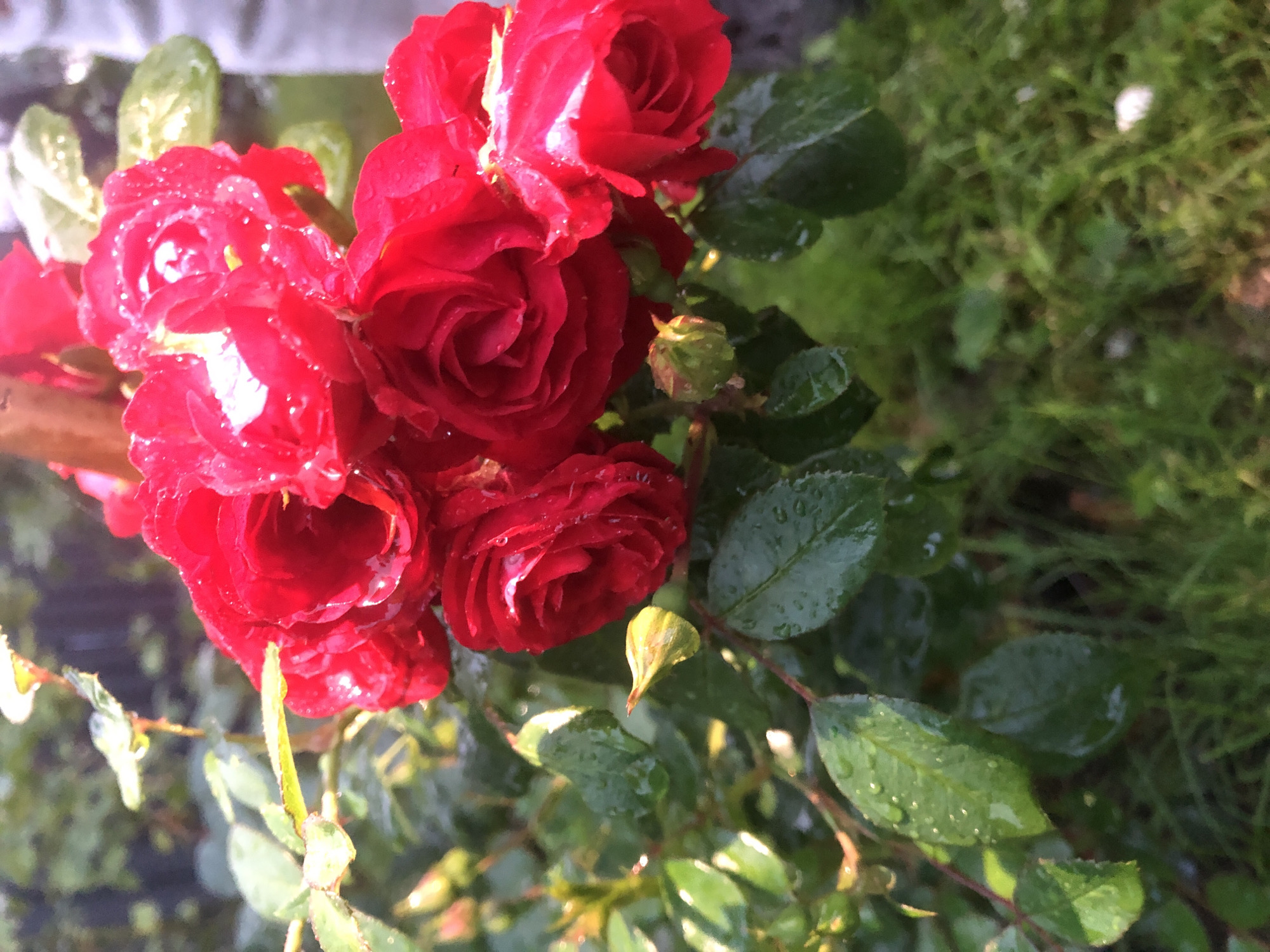 A close-up, low-angle shot features a cluster of vibrant red roses with dew drops clinging to their petals, suggesting a recent rain or morning dew. The roses are in various stages of bloom, with some fully open and others tightly budded. Green leaves with visible water droplets surround the blossoms. The background is softly blurred, revealing hints of green foliage and grass, indicating an outdoor setting likely in a garden or natural area. The lighting suggests it is either early morning or late afternoon, with soft sunlight illuminating the scene and creating a gentle sheen on the wet surfaces. The scene does not depict any specific location within Arfa, Russia, nor does it include any people or actions.