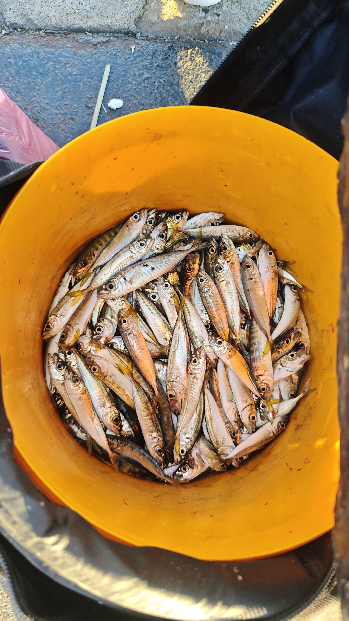 An eye-level, medium shot shows a yellow bucket filled with numerous small fish. The fish have silver bodies with yellow fins and are piled densely inside the bucket. The bucket is positioned on what appears to be concrete or asphalt. Part of a black bag is visible on the right side of the image. In the upper left corner, a pink plastic bag and a white object are visible. It is implied that the image was taken in Burgas, Bulgaria.