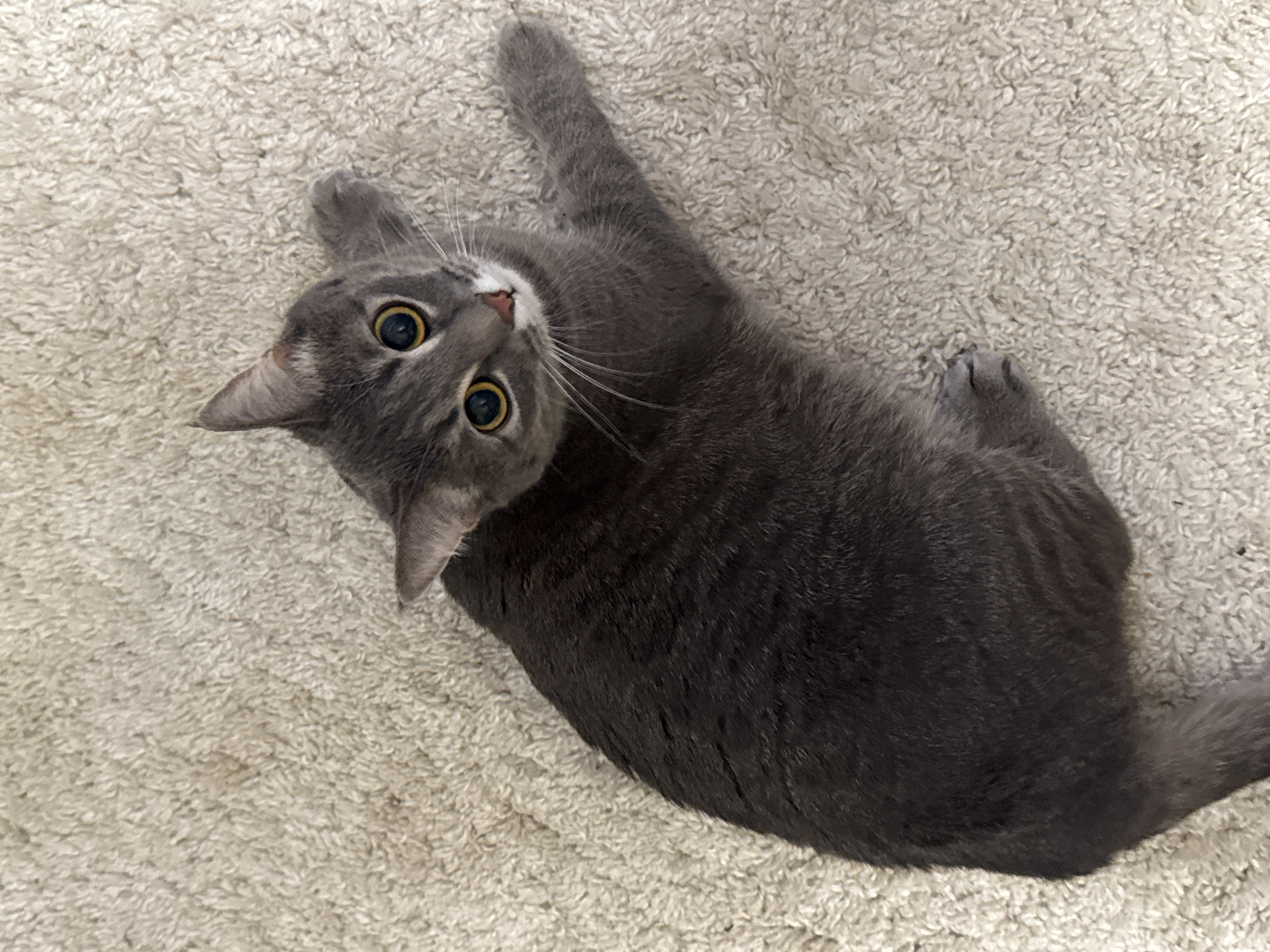 A gray cat is captured from an overhead perspective, lying on a light-colored, shaggy carpet. The cat is positioned on its back or side, with its head tilted upwards, looking directly at the viewer. One of its front paws is playfully extended towards the top of the frame. The cat's eyes are a striking yellow-amber, wide open with dilated pupils, conveying an alert, curious, or playful expression. Its fur is short and dense, a uniform charcoal gray, with a small patch of white visible on its chin. Long, white whiskers fan out from its snout. The carpet, which fills most of the background, is a creamy white or very light beige, providing a soft, textured surface. The lighting suggests an indoor setting, with no visible shadows indicating direct sunlight. No text is visible in the image. This scene takes place in Chaikovsky, Russia.