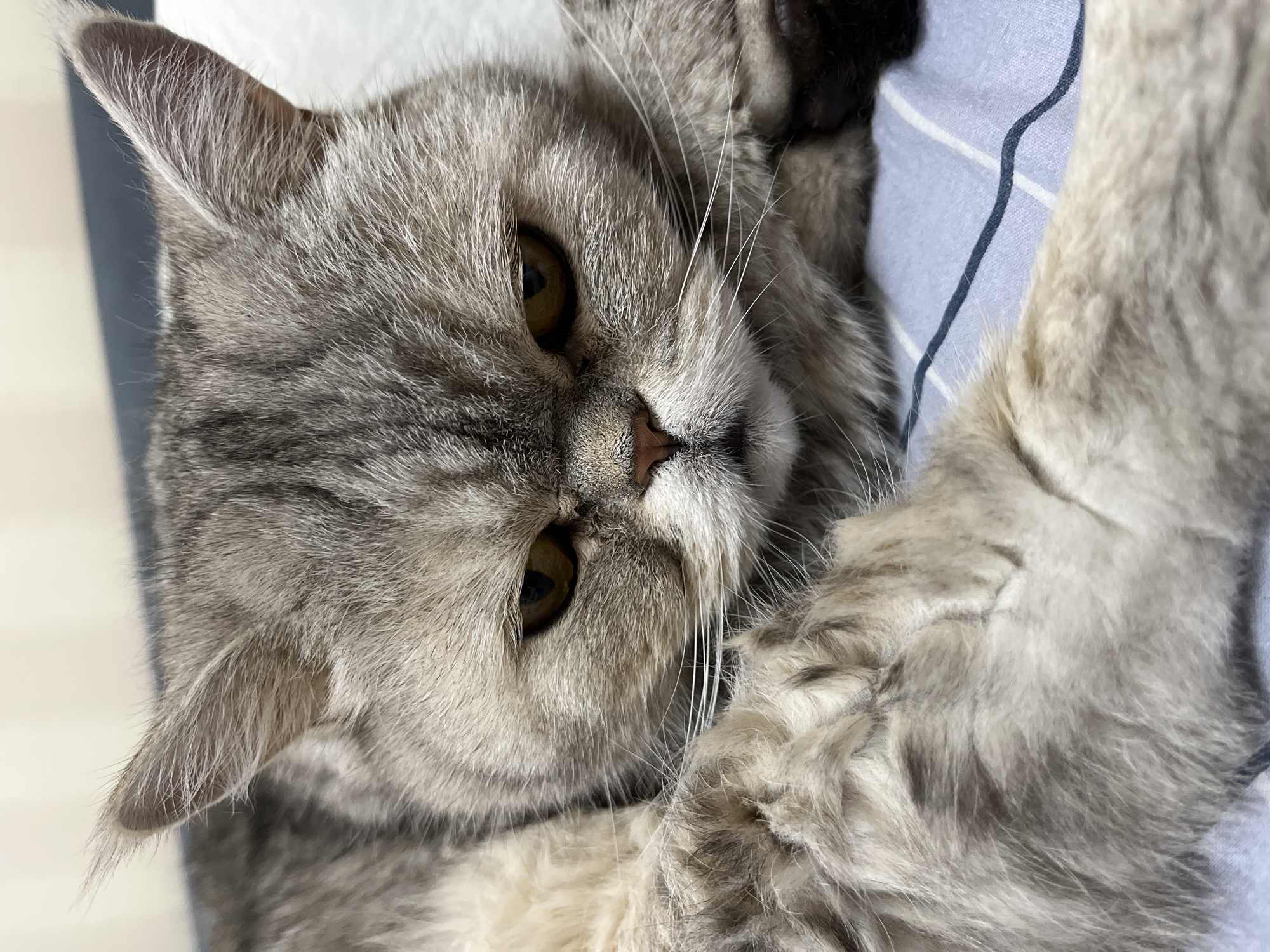 A gray tabby cat with yellow eyes is lying on its side on a surface covered with a light blue and white striped fabric. The cat's head is facing the camera, and one paw is raised above its head.
It is not possible to determine the location of the image within the city of Chaikovsky, Russia, or to even confirm that the picture was taken in that city.