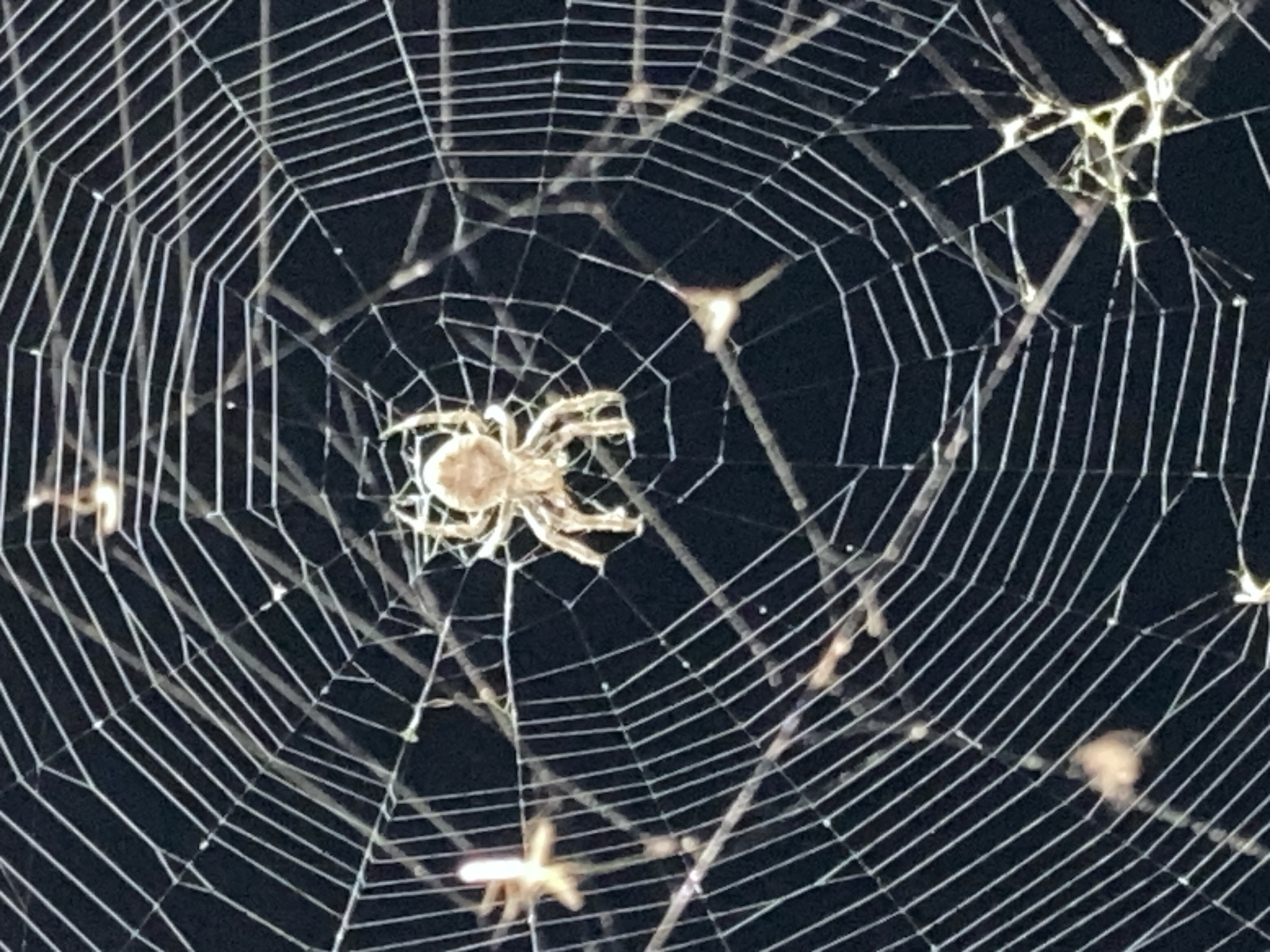 The image shows a spider in the center of its web. The web is large and intricate, with many silk threads radiating from the center. The spider is light brown in color and has eight legs. The background is dark, suggesting that the photo was taken at night. There are other faint, out-of-focus shapes in the background that appear to be other parts of the spider's web or possibly insects caught in the web. The image is a close-up shot, emphasizing the detail of the spider and its web. There is no visible indication of the city of Kraskino, Russia, within the image itself.