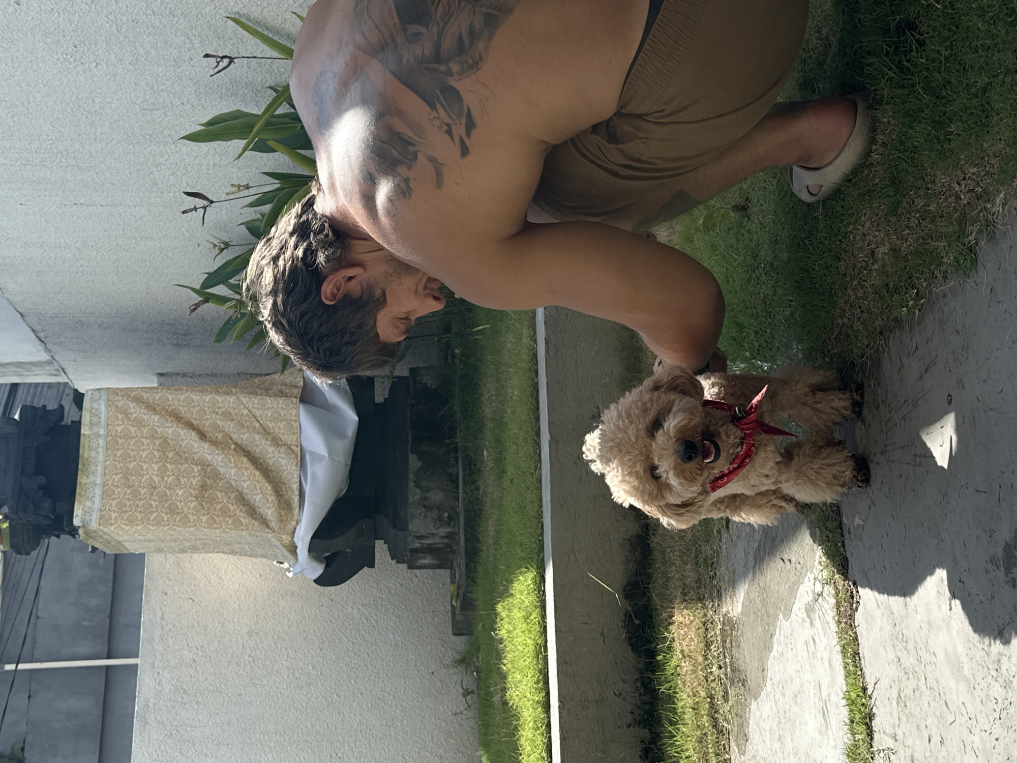 A shirtless man with tattoos is kneeling on grass next to a concrete walkway, holding a small, light-brown poodle that is wearing a red bandana. The man is tanned and wearing beige shorts and light-colored slides. The dog is looking towards the camera.
Behind the man and to the left, there's a building with a patterned tablecloth draped over something, possibly furniture. The scene appears to be outdoors in a backyard or patio area, with additional greenery visible. The location is North Kuta, Indonesia.