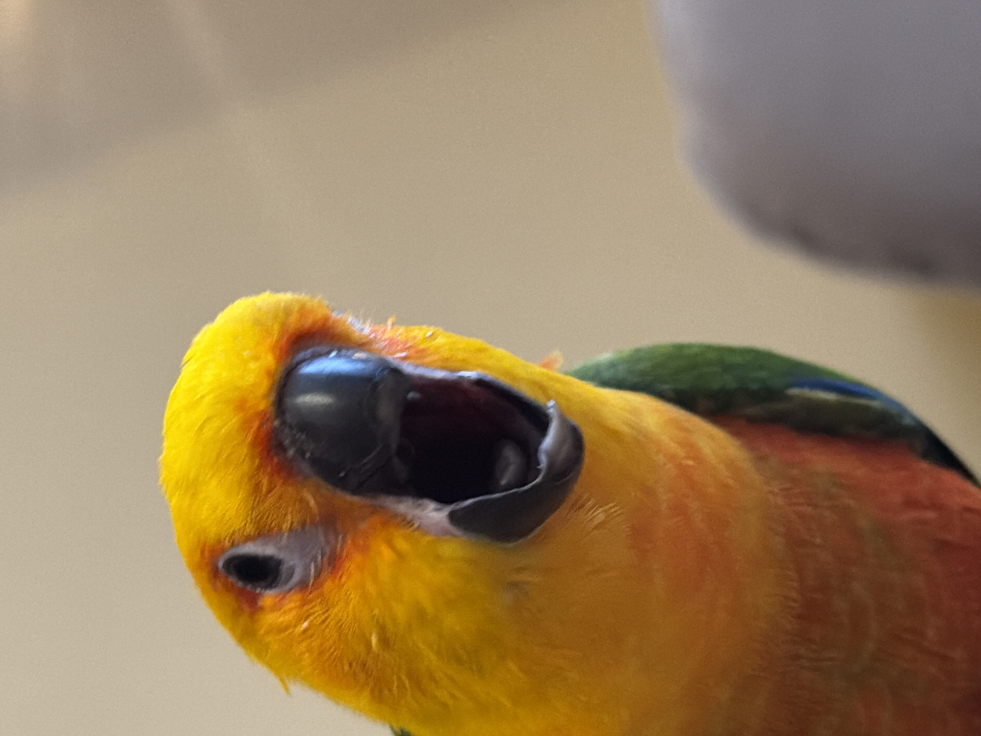 A close-up, eye-level shot focuses on the head and upper body of a Sun Conure parrot. The parrot's beak is open, revealing its dark mouth. Its head is a vibrant yellow with some orange-red accents around its eye and beak. A small portion of green feathers is visible on its left wing. The background is a blurred, neutral beige. There is no indication of the city of Khimki, Russia, or any other specific location in this image.