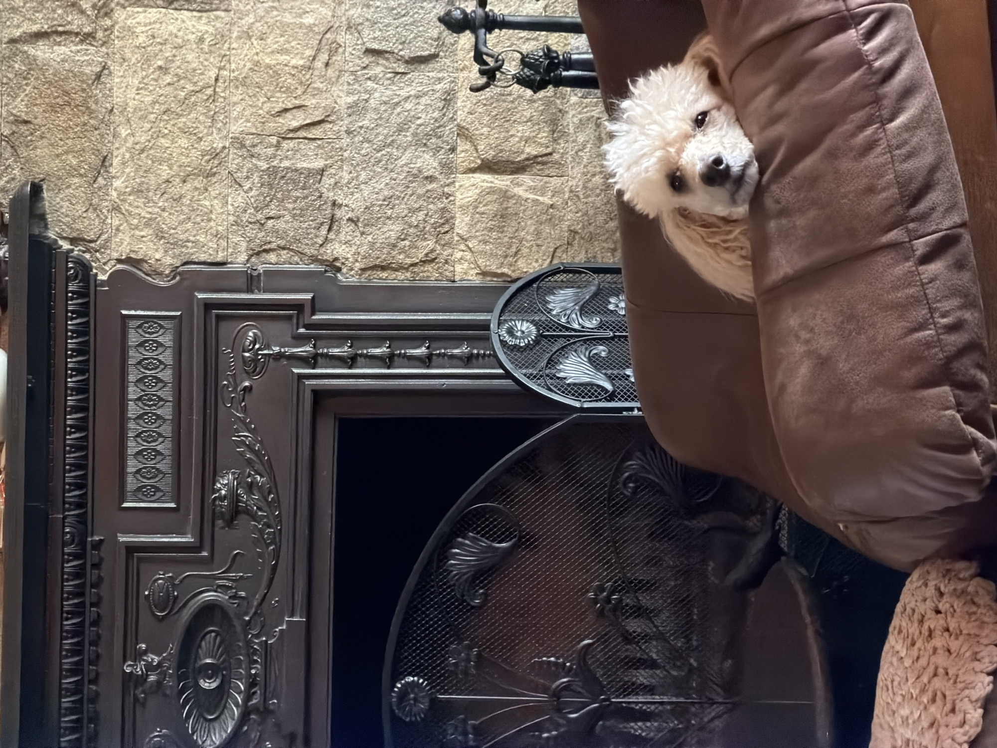 A white poodle dog is nestled into the side of a brown velvet sofa cushion. The background features a stone wall and a black ornate fireplace with a decorative fire screen. The location and city of Кирково, Bulgaria are not evident from the image.