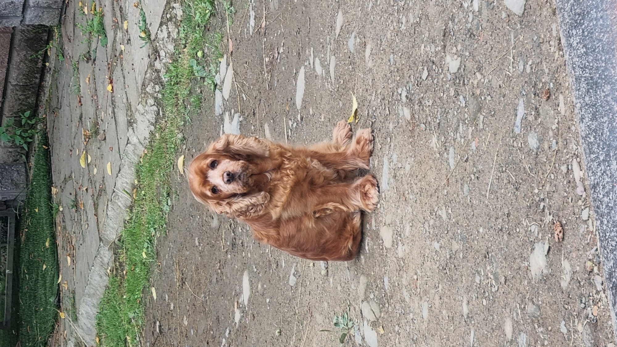 A brown dog with long, wavy fur is sitting on a dirt path. The dog is facing the camera with its ears flopped down. Behind the dog, a paved area with scattered stones and grass can be seen. Further back, a stone wall and more grass are visible. The setting appears to be outdoors in a slightly overgrown area, possibly a yard or park.