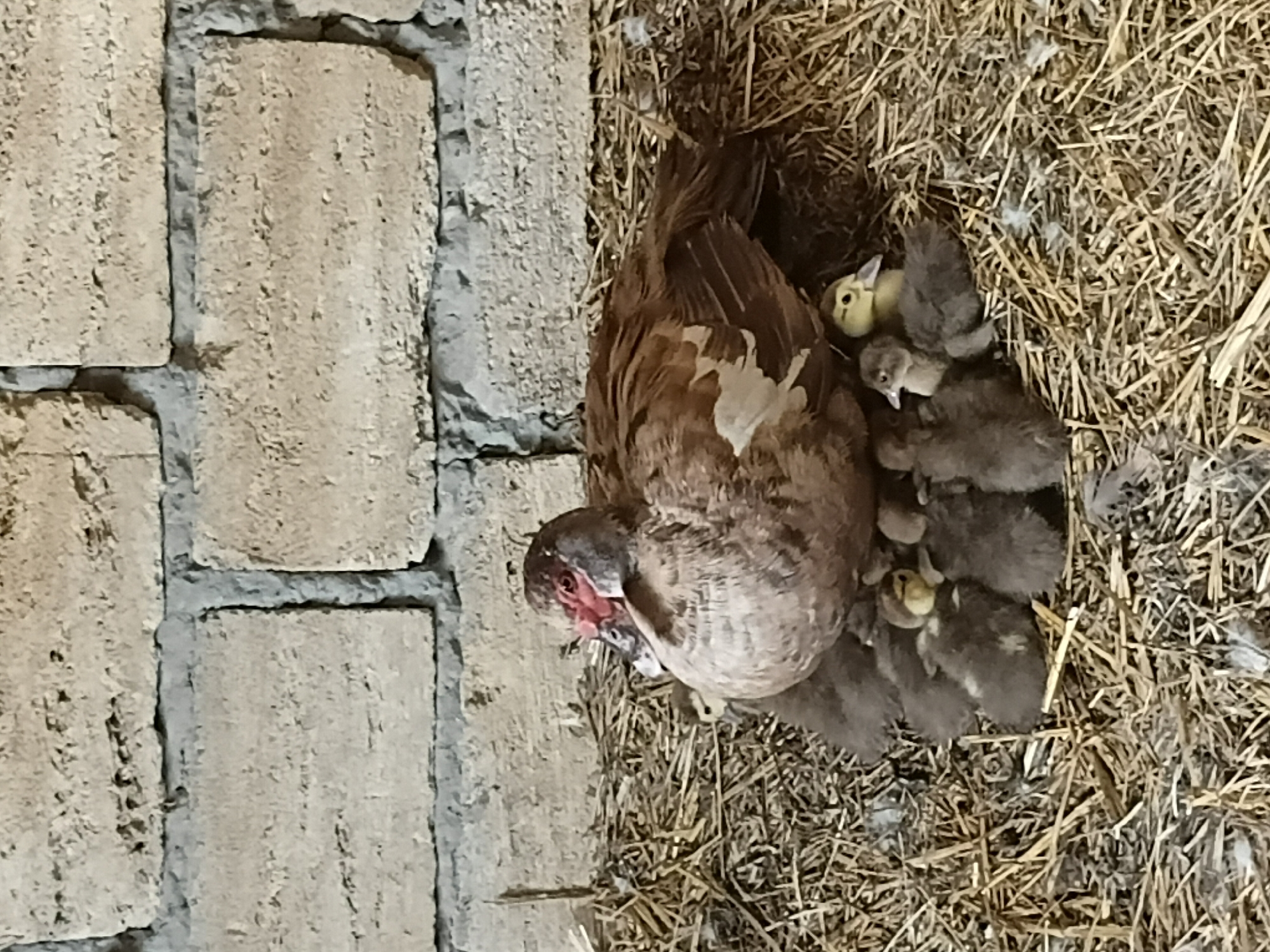In Shcherbanka, Ukraine, a mother duck, likely a Muscovy breed due to its caruncles, is nestled in a haystack against a rough brick wall. She is surrounded by a brood of ducklings. The ducklings are a mix of dark gray and yellow, with some appearing to be snuggled tightly against the mother for warmth. The environment suggests an outdoor enclosure or a barn, with straw covering the ground for bedding. The lighting is dim, indicating it may be late in the day or in a shaded area.