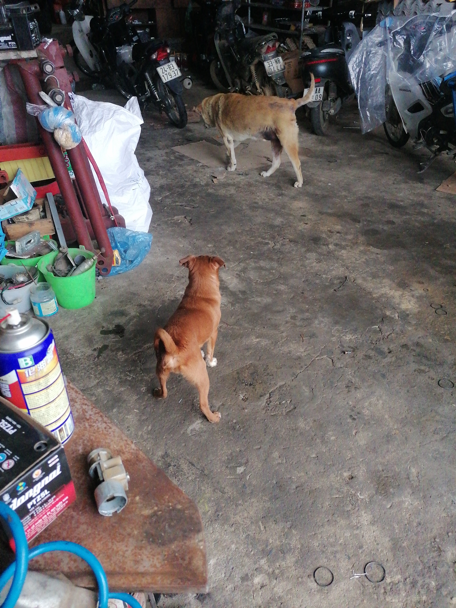 The photo shows an indoor garage or workshop setting in Sa Pa Ward, Vietnam, with two dogs present. One dog, light brown, is walking toward the back of the garage. A second dog, reddish-brown, is in the lower center of the frame, facing away from the camera.
In the background are several motorcycles, some partially covered with plastic. To the left, there's a cluttered area with red pipes, a white bag, a green bucket, and various tools and containers. In the foreground, there is a table with automotive parts, including a spray can, a battery, and blue tubing. The floor is concrete and shows signs of wear with dark spots and cracks. The lighting is somewhat dim, adding to the overall industrial and cluttered atmosphere.