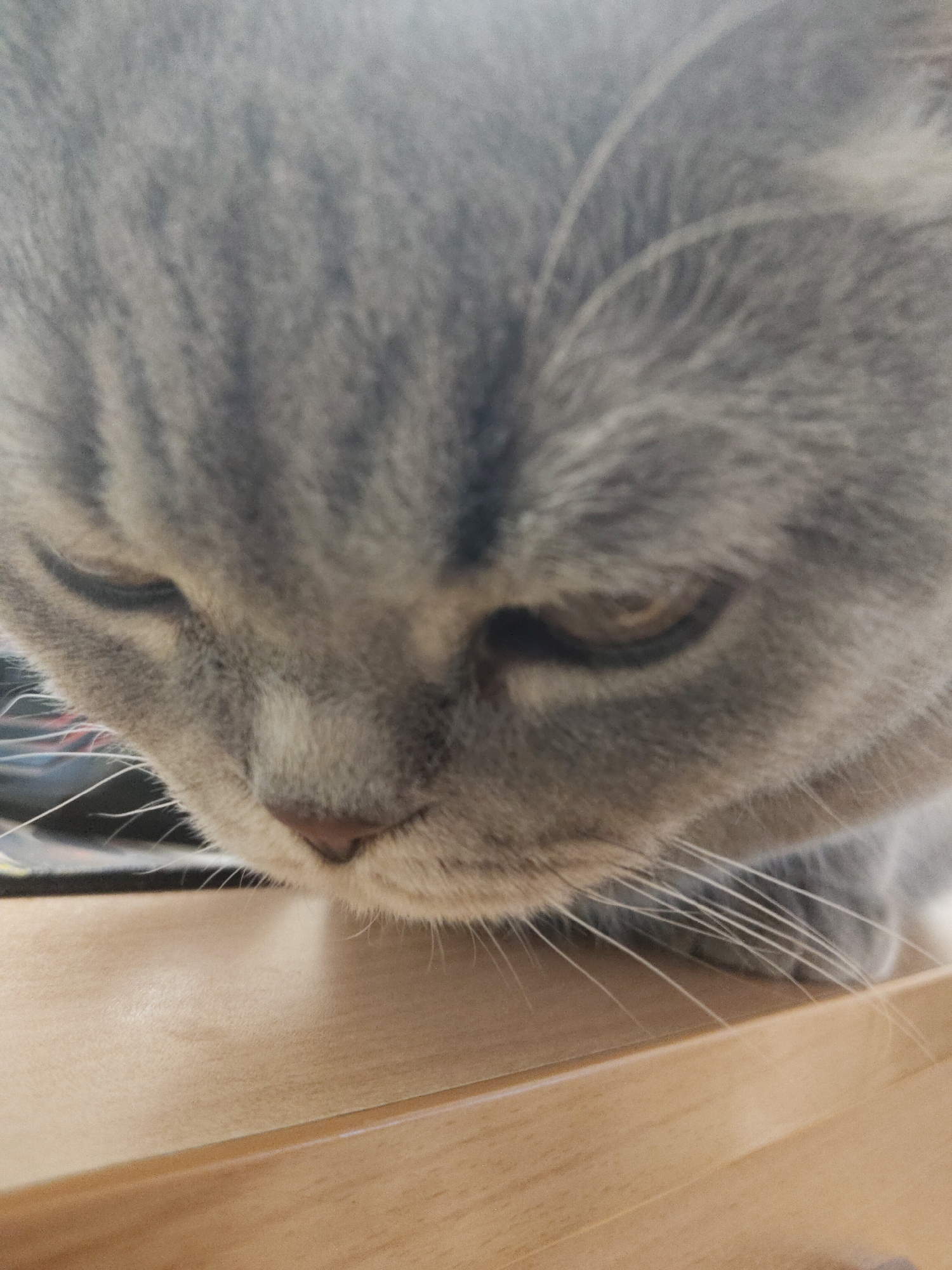 A close-up shot captures the head of a grey tabby cat, possibly a British Shorthair, as it looks intently downwards. The cat's short, dense fur displays subtle darker grey stripes on its forehead and around its eyes. Its small nose is a delicate pinkish-brown. Long, prominent white whiskers fan out from its muzzle, with some resting on the light brown wooden surface beneath. One eye, visible on the right side of the frame, is a warm amber color and appears partially closed, while the other eye is almost entirely shut, suggesting focus, calmness, or a sleepy disposition. The wooden surface, likely a table or desk, occupies the lower portion of the image. The background behind the cat's head is blurred and dark, showing indistinct shapes. The lighting is soft, highlighting the texture of the cat's fur. There is no visible text.