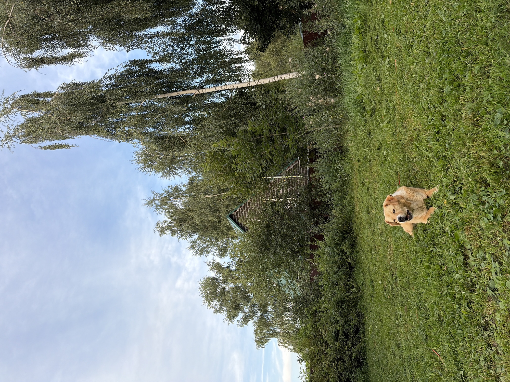 A medium shot shows a light brown dog lying on a green lawn. The dog is facing the right, with its mouth open. Behind the dog, a dense green bush separates the lawn from a brick house with a green roof. Tall birch trees with light bark and green leaves are visible behind the house and to the right of the frame. The sky is a light blue with scattered white clouds. The image appears to be taken outdoors in a rural or suburban setting, likely in Belaya, Russia, given the style of the house and vegetation.