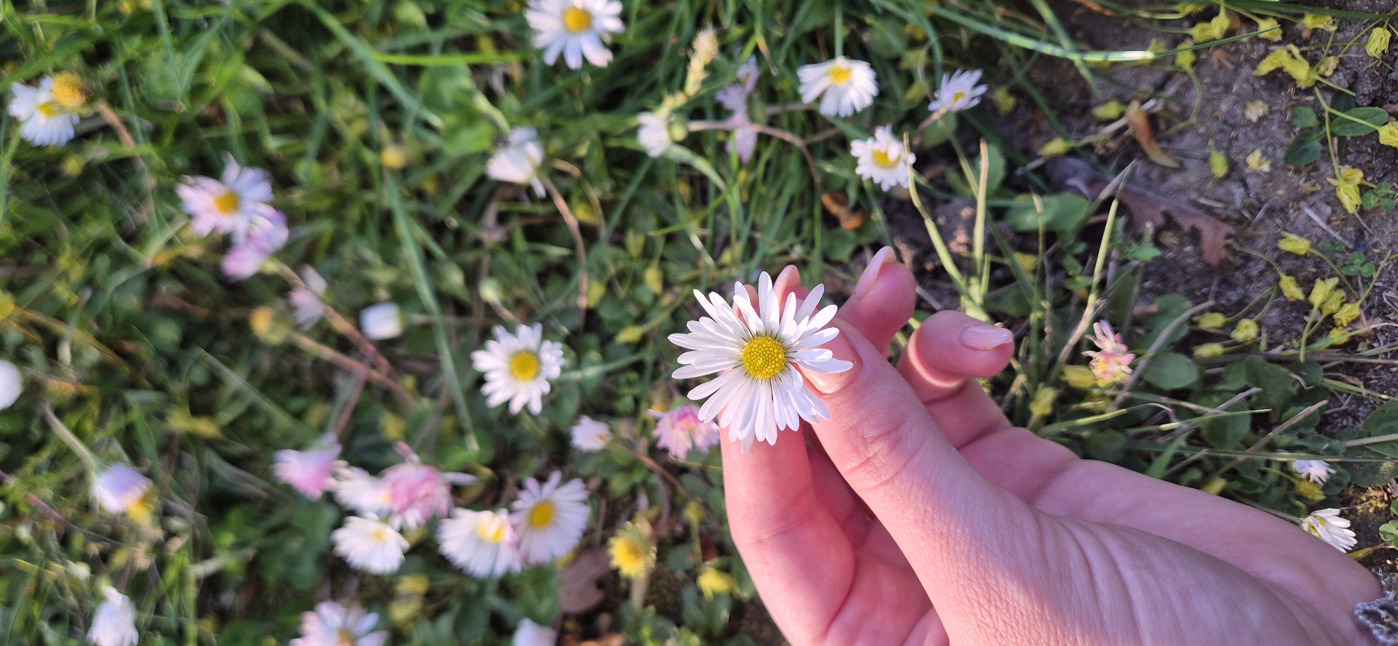 A close-up outdoor shot shows a person holding a daisy in their hand amidst a patch of grass and other daisies. The hand is pinkish in hue, possibly due to lighting, and has manicured nails. The daisy in the hand is white with a yellow center. The background is filled with green grass and more daisies, some of which have a slightly pinkish tint. To the right of the frame, there is an area of dirt or soil scattered with small yellow flower petals. The location is Unknown, Unknown.