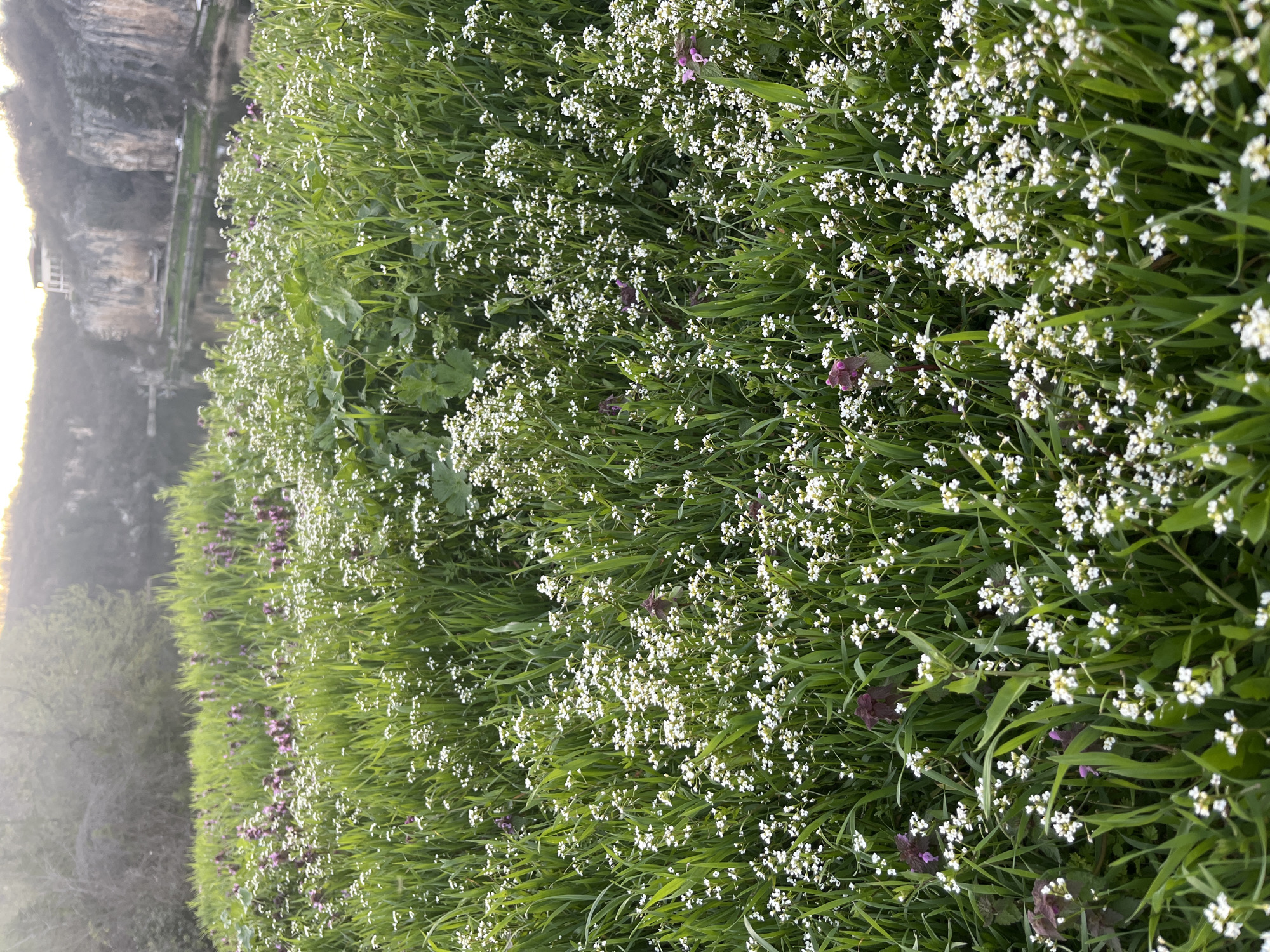A low-angle shot presents a field of wildflowers and grasses, predominantly green and white, with some purple flowers scattered throughout. The wildflowers are small and densely clustered. Taller blades of grass interspersed amongst the flowers suggest a natural, unmown area.
In the background, blurred by distance and light, are cliffs, which suggests a location in the vicinity of Pleven, Bulgaria, possibly near the Kaylaka Park, known for its limestone cliffs and diverse plant life. A building is discernible on the cliff, suggesting the potential presence of tourist facilities.