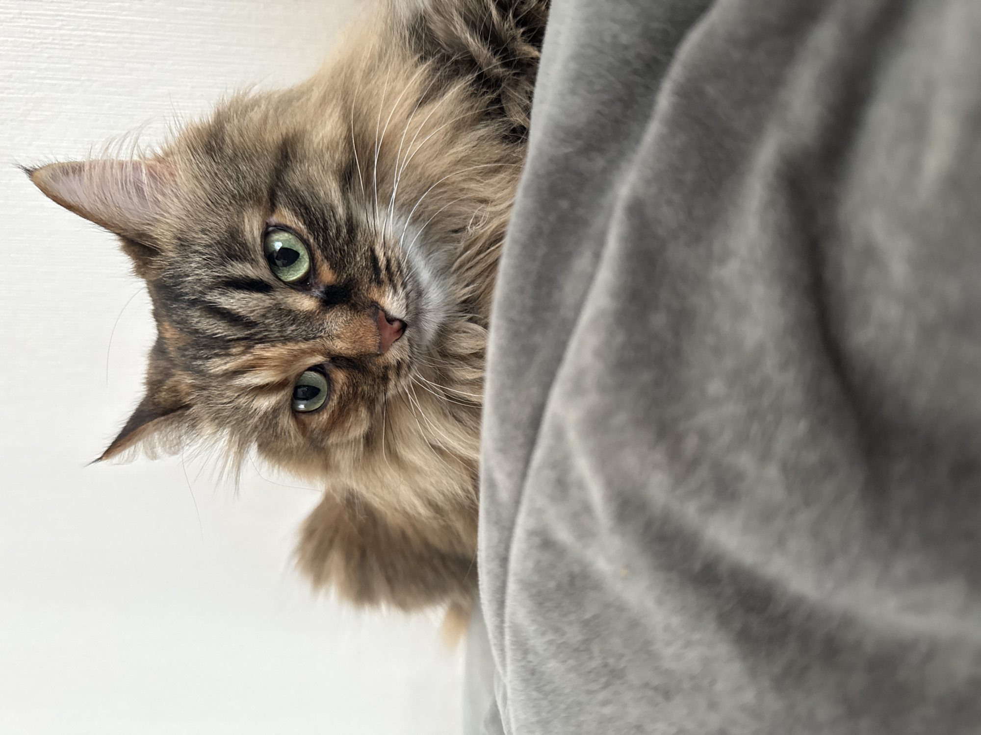 A long-haired brown and black tabby cat with green eyes peers into the camera from behind a gray garment. Part of the cat's head and upper body are visible, positioned to the left of the frame against a white background. The gray garment occupies the right side of the frame. The scene's location in Votkinsk, Russia cannot be determined from the visual information provided.