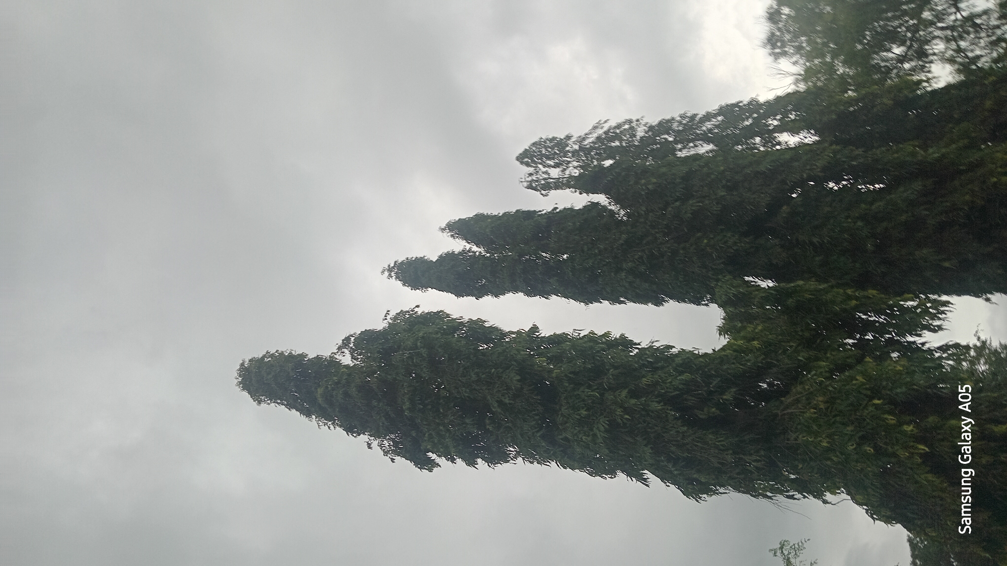 The image shows a low-angle view of several tall, dense trees with dark green foliage against an overcast sky. The trees have a columnar shape, tapering towards the top. One of the trees on the left has a more weeping appearance. In the bottom left corner, the text "Samsung Galaxy A05" is visible, indicating the device used to capture the photograph. The background is a uniform, muted gray sky, suggesting cloudy or perhaps stormy weather. The overall scene is one of lush greenery silhouetted against a subdued sky. The location is identified as Toro, Nigeria. There are no people or specific actions depicted in the image.
