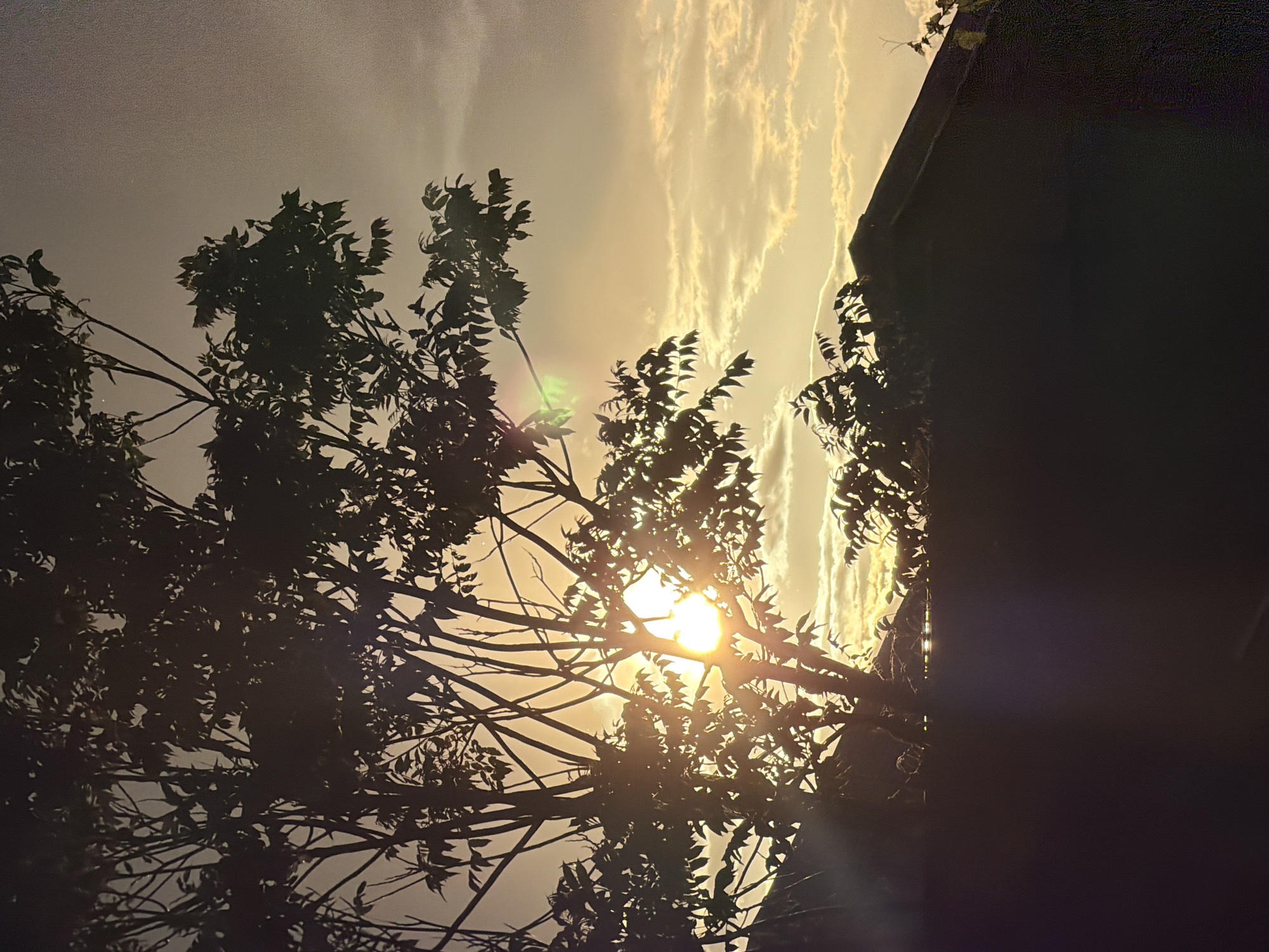 A low-angle shot captures the sun shining through the branches of a tree, partially obscured by a building on the right. The sun is positioned in the center, creating a golden halo effect. The sky has streaks of light clouds. The location is most likely Tbilisi, Georgia, based on the presence of specific trees and the general architectural style.