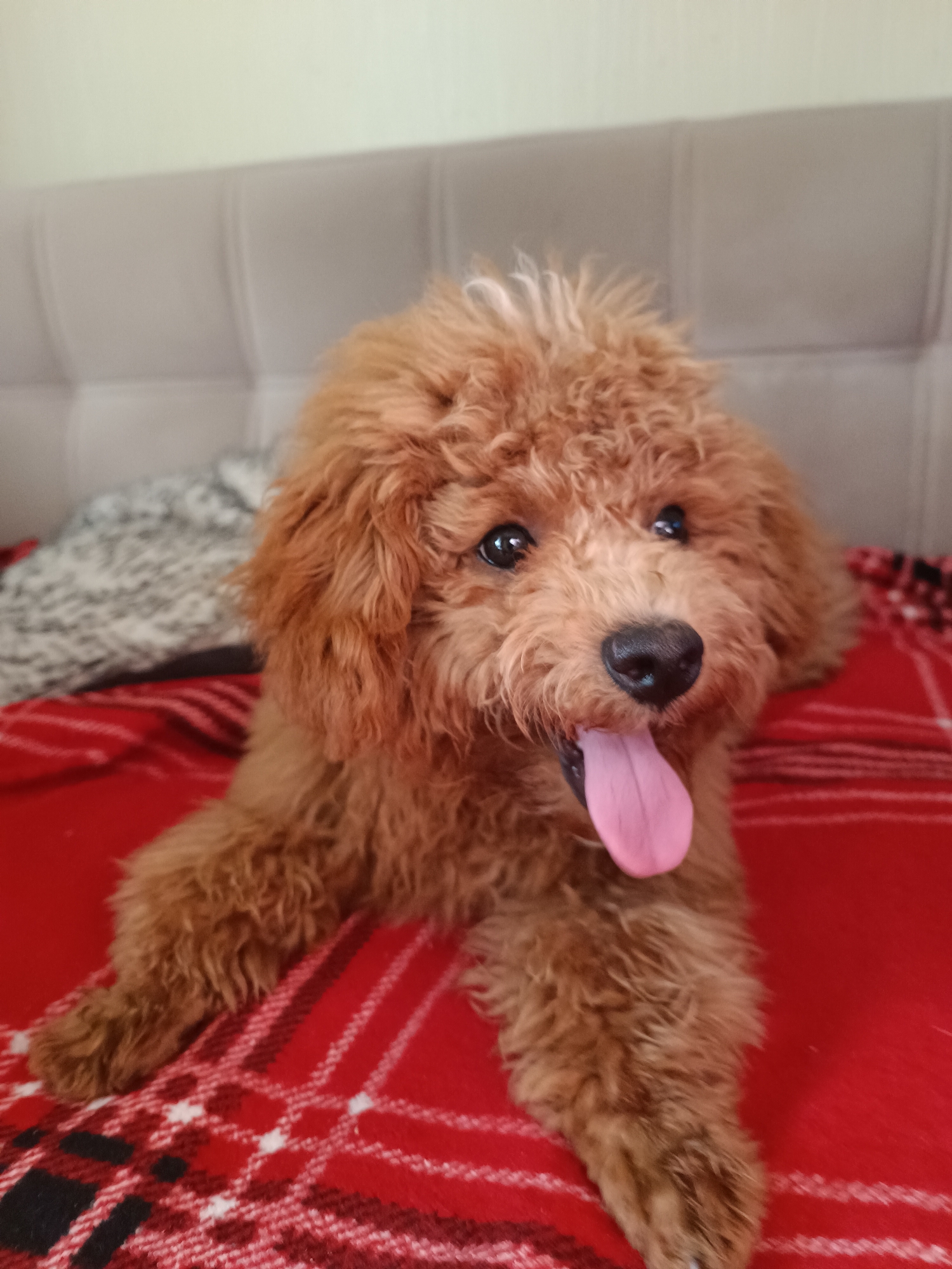 A reddish-brown poodle puppy with curly fur is lying on a red plaid blanket. The puppy's tongue is hanging out, and its eyes are looking towards the camera. Behind the puppy, a portion of a gray tufted headboard is visible, and a grey and white patterned blanket is draped over it. The scene is indoors.